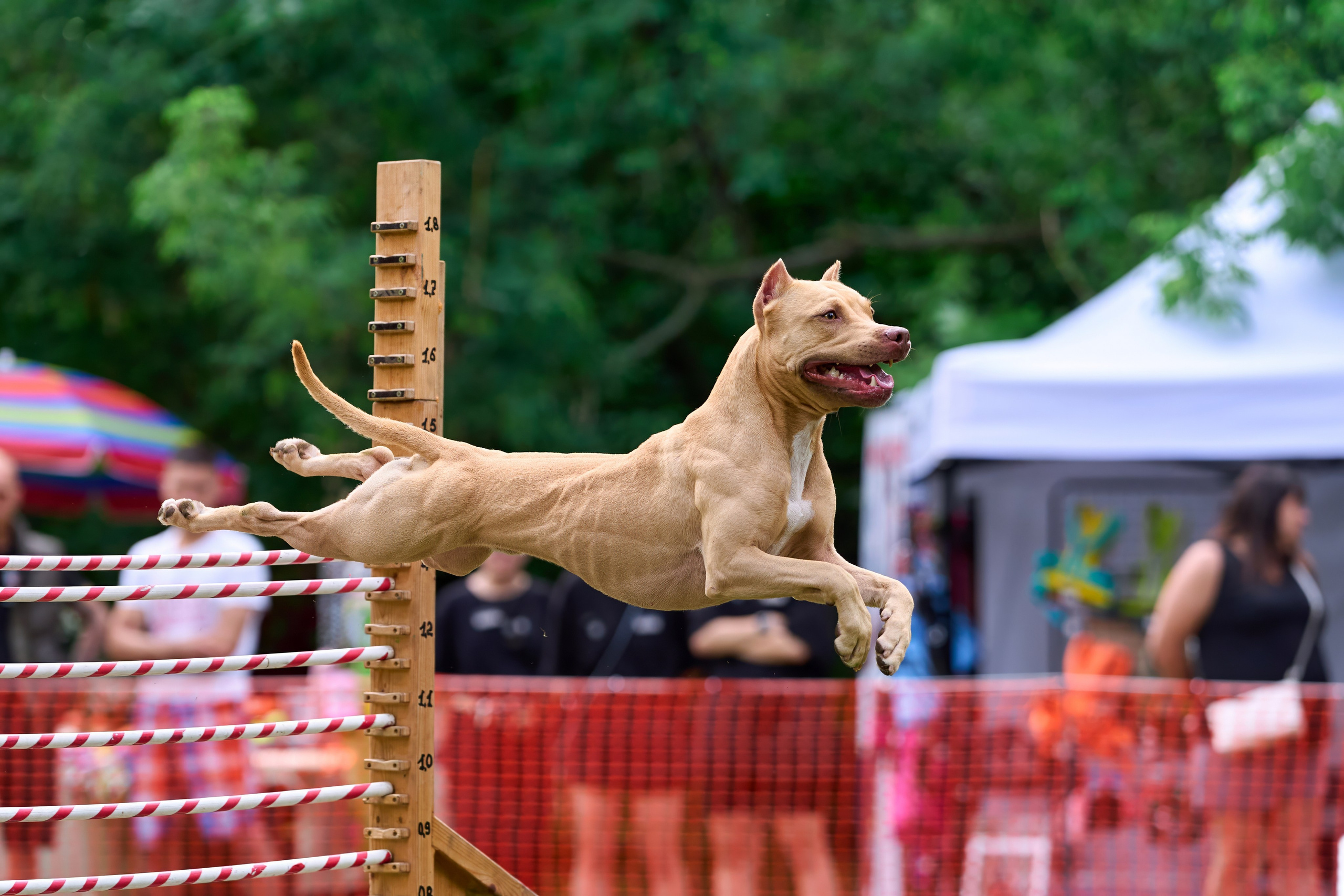 Jump'n'Gym JUMP! — 2024. Фотограф-анималист Михаил Манухин