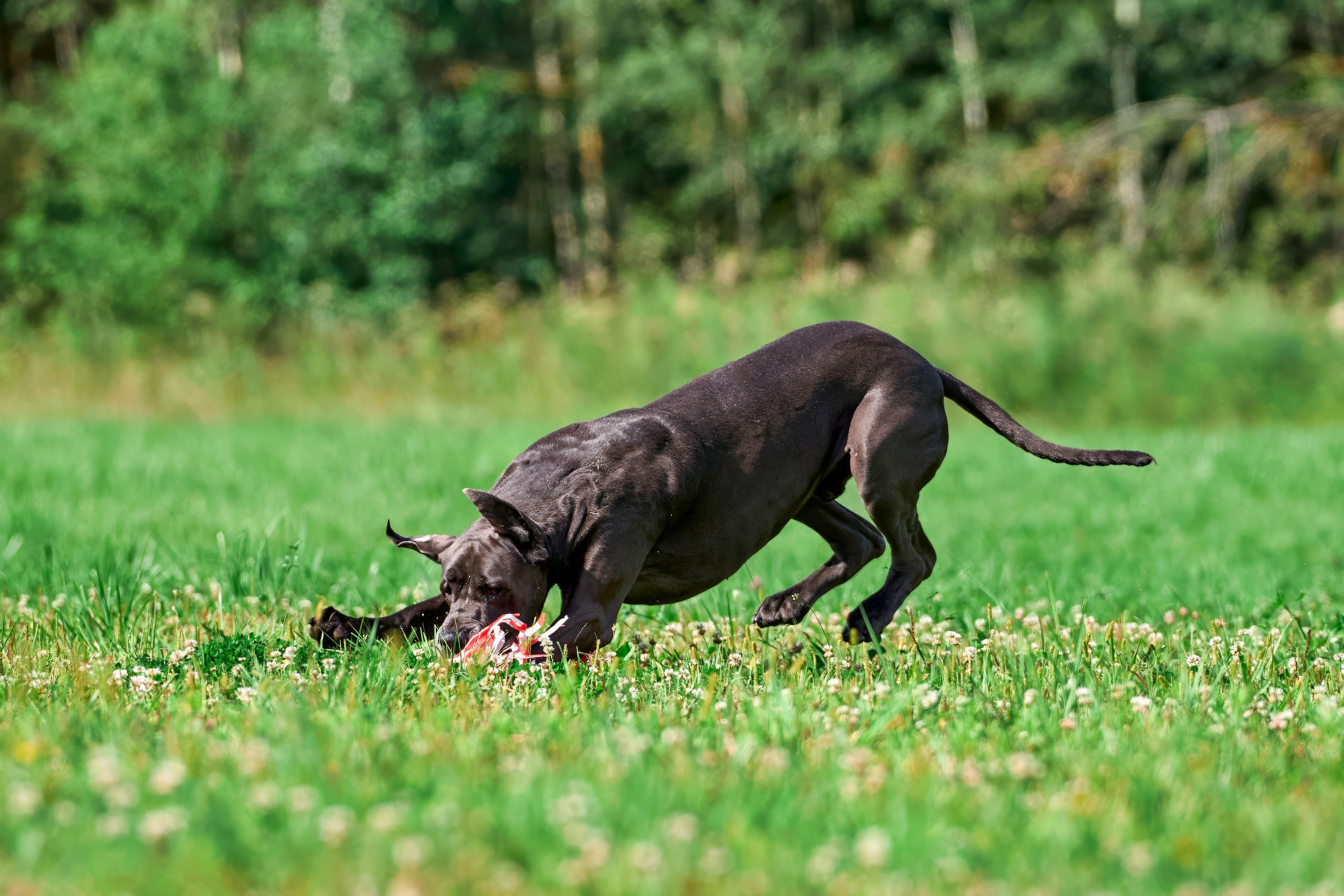 Тренировка в Донино. Фотограф-анималист Михаил Манухин