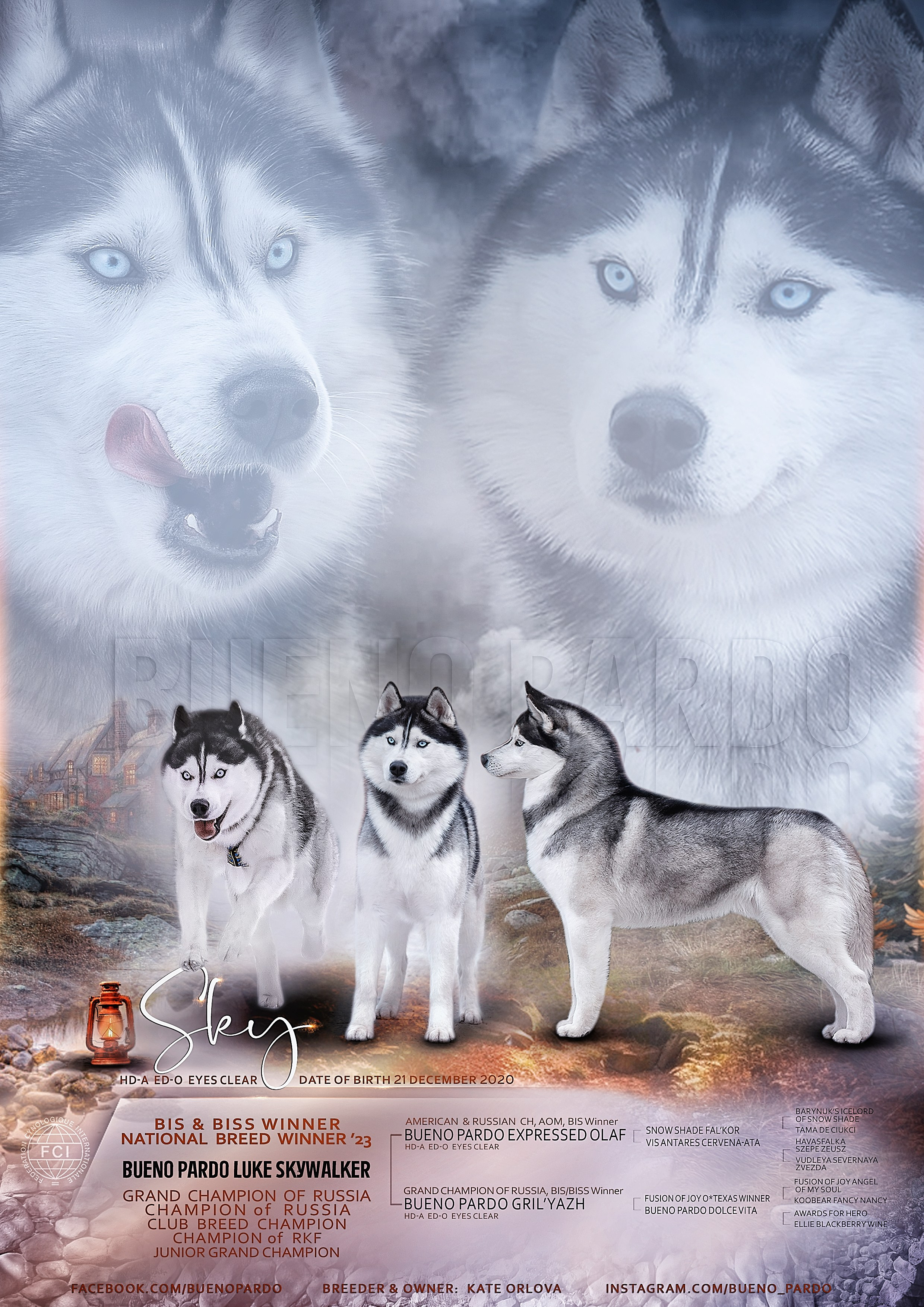 Собаки питомника Bueno Pardo. Питомник собак Акита, Хаски, Корги