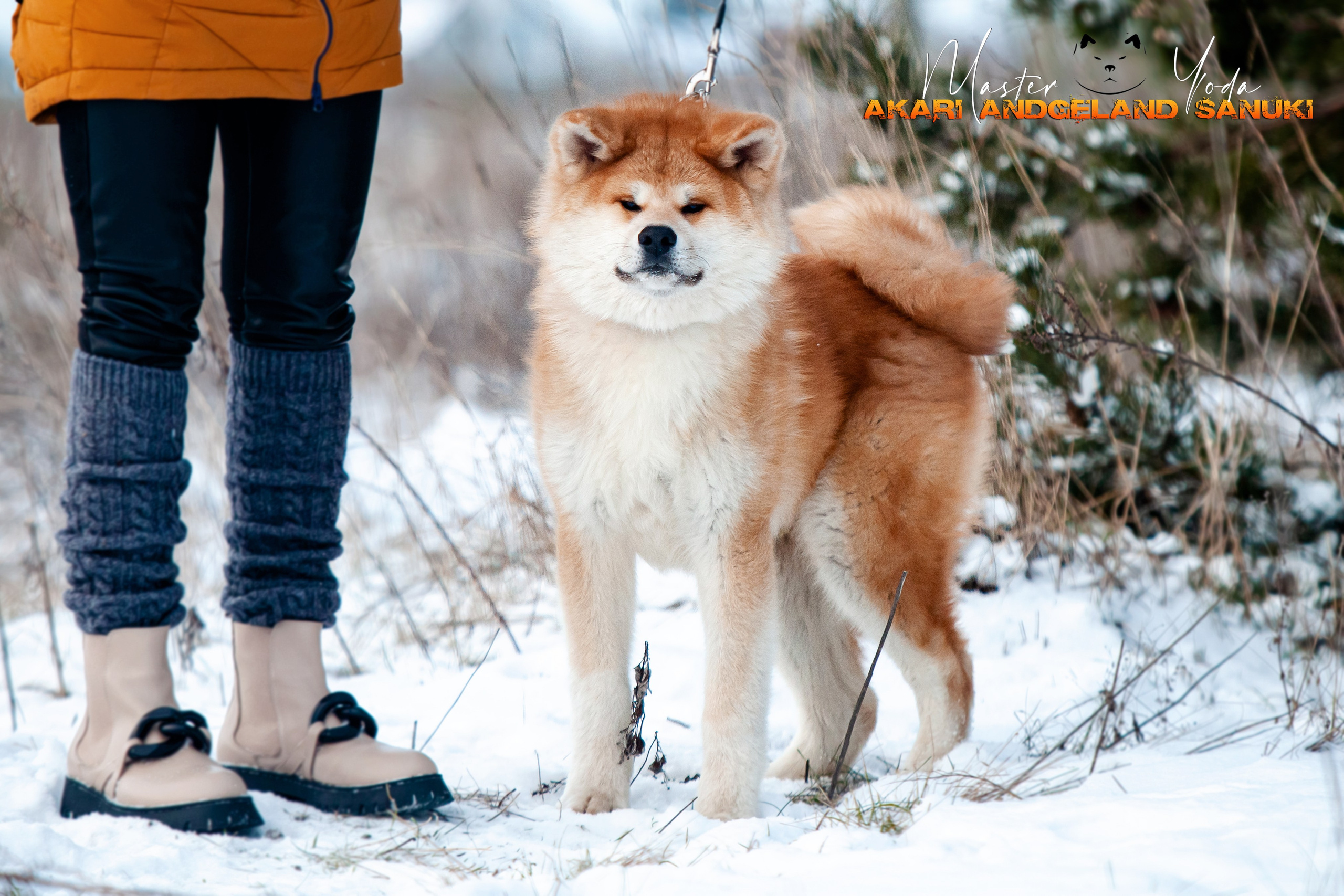 Собаки питомника Bueno Pardo. Питомник собак Акита, Хаски, Корги
