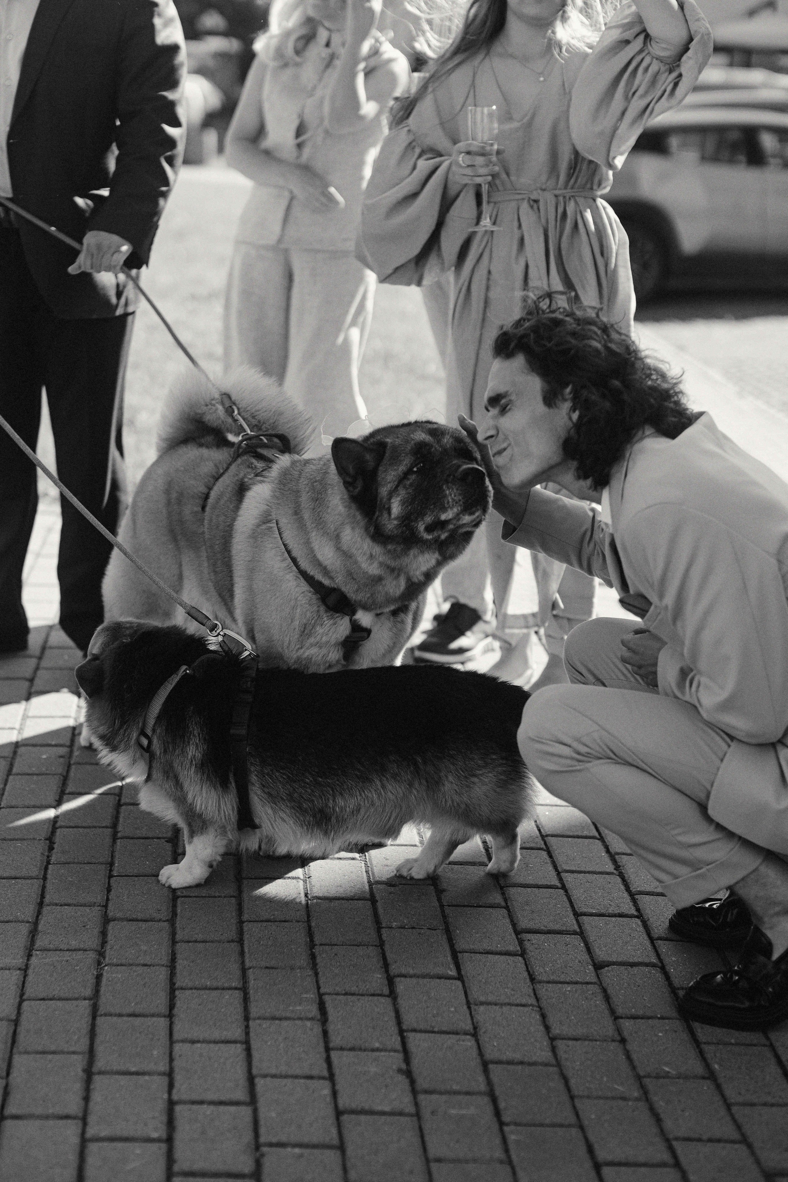 Love&Paws. Сентиментальная свадебная фотография