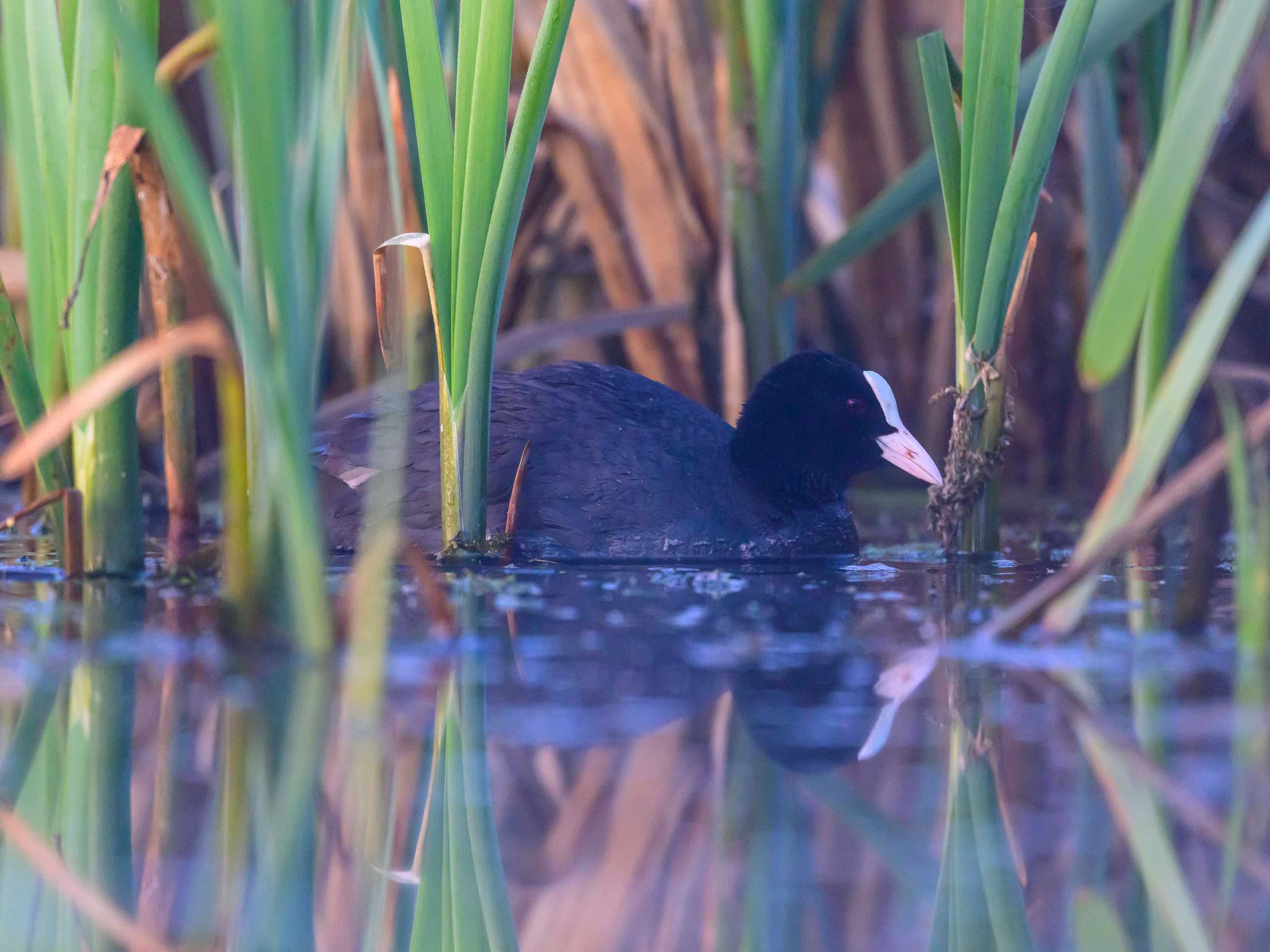 Битва сов. Фотограф Сергей Пупонин