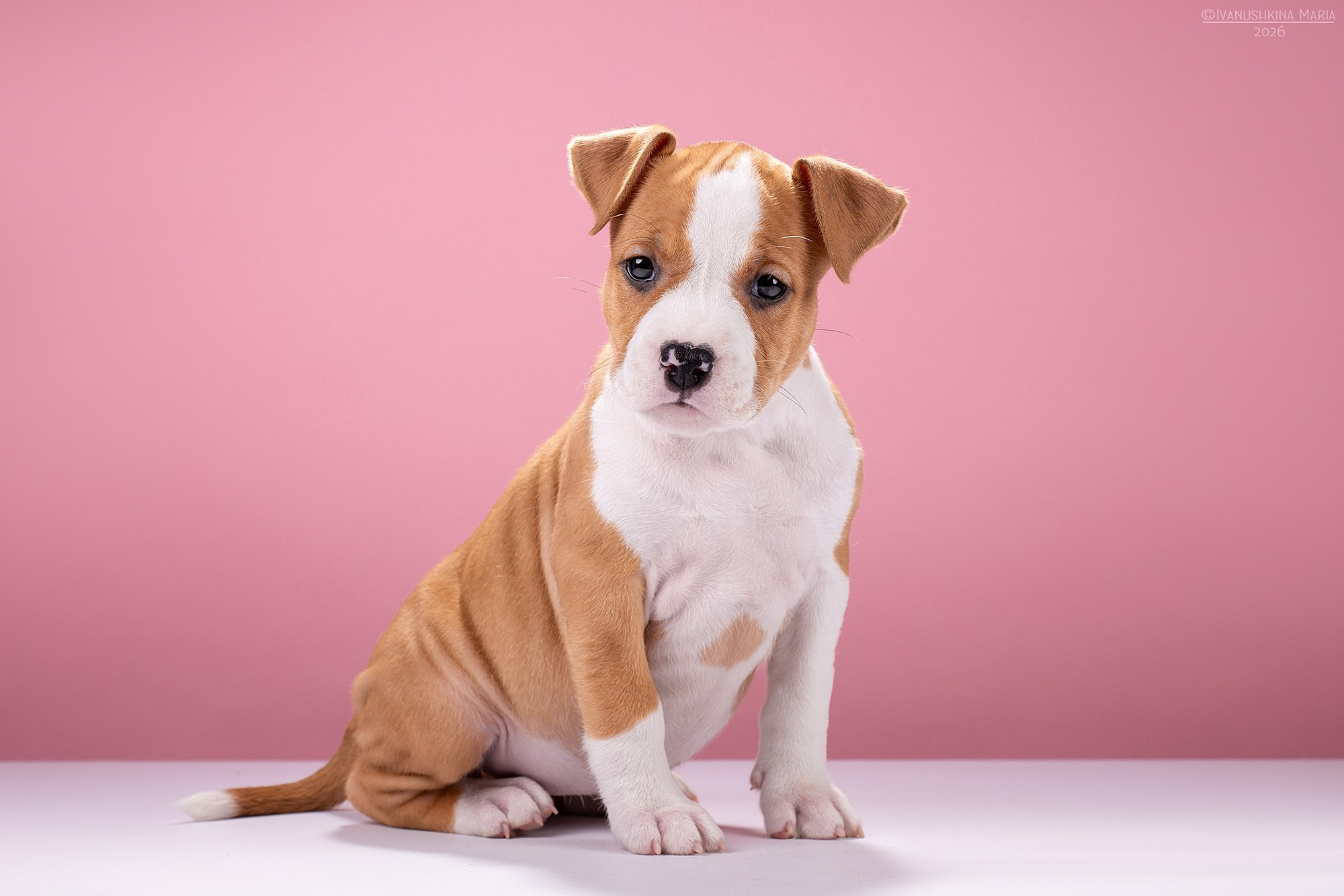 Фотосессия щенков на фонах. Фотограф собак в Москве и Московской области Иванушкина Мария