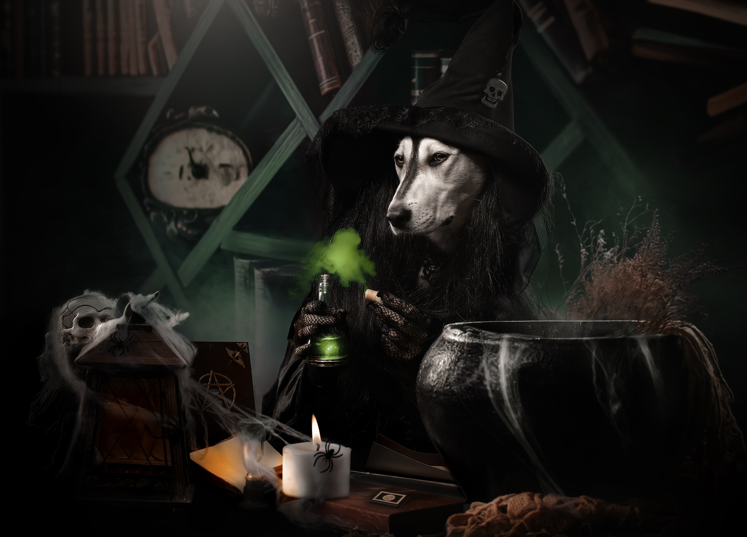 Фотограф анималист в Санкт-Петербурге Светлана Писарева