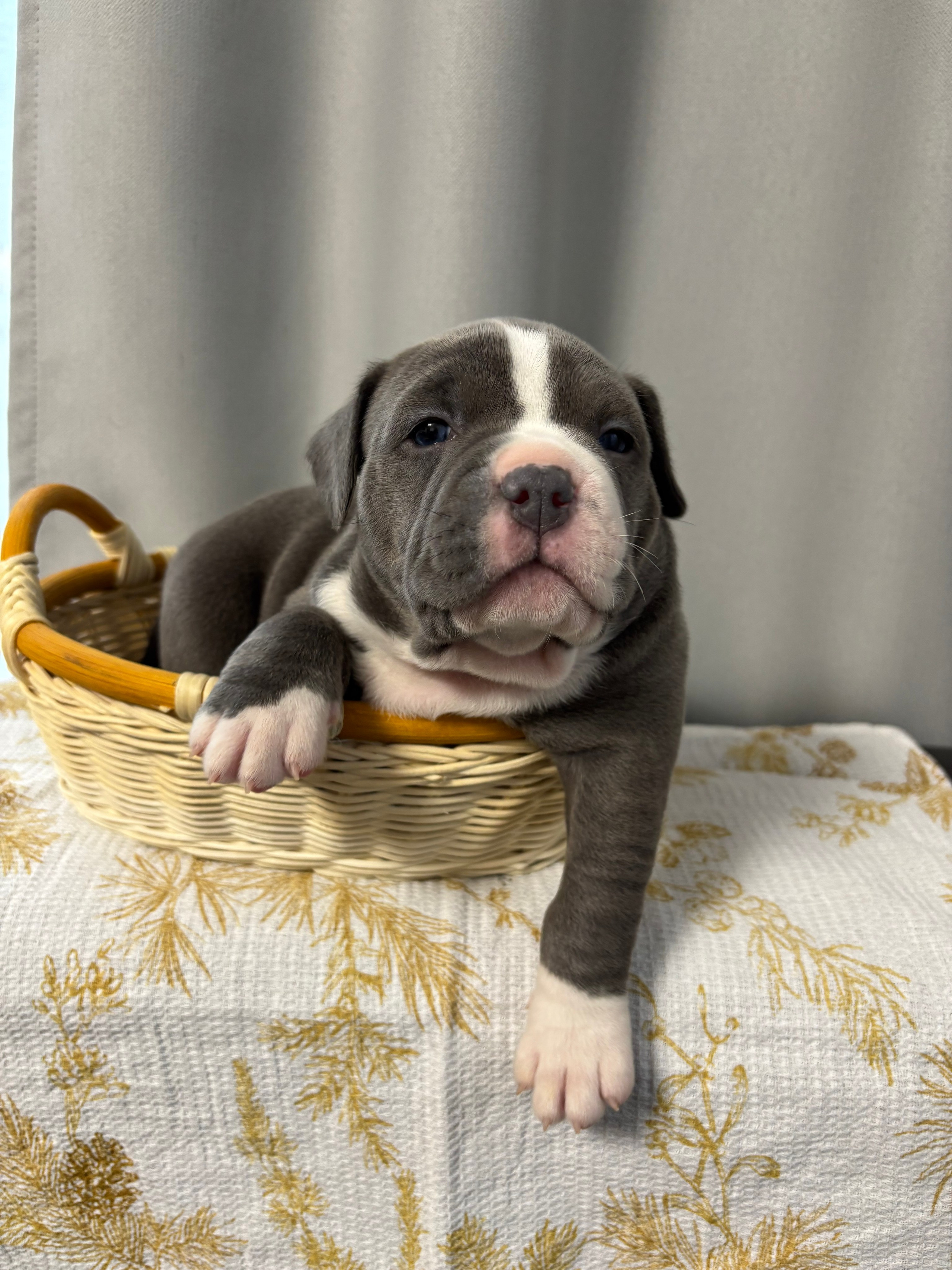 Помет Рич и Дося 04.02.25. Американский Булли в г. Ростов-на-Дону. Питомник THE POWER OF SIBERIA