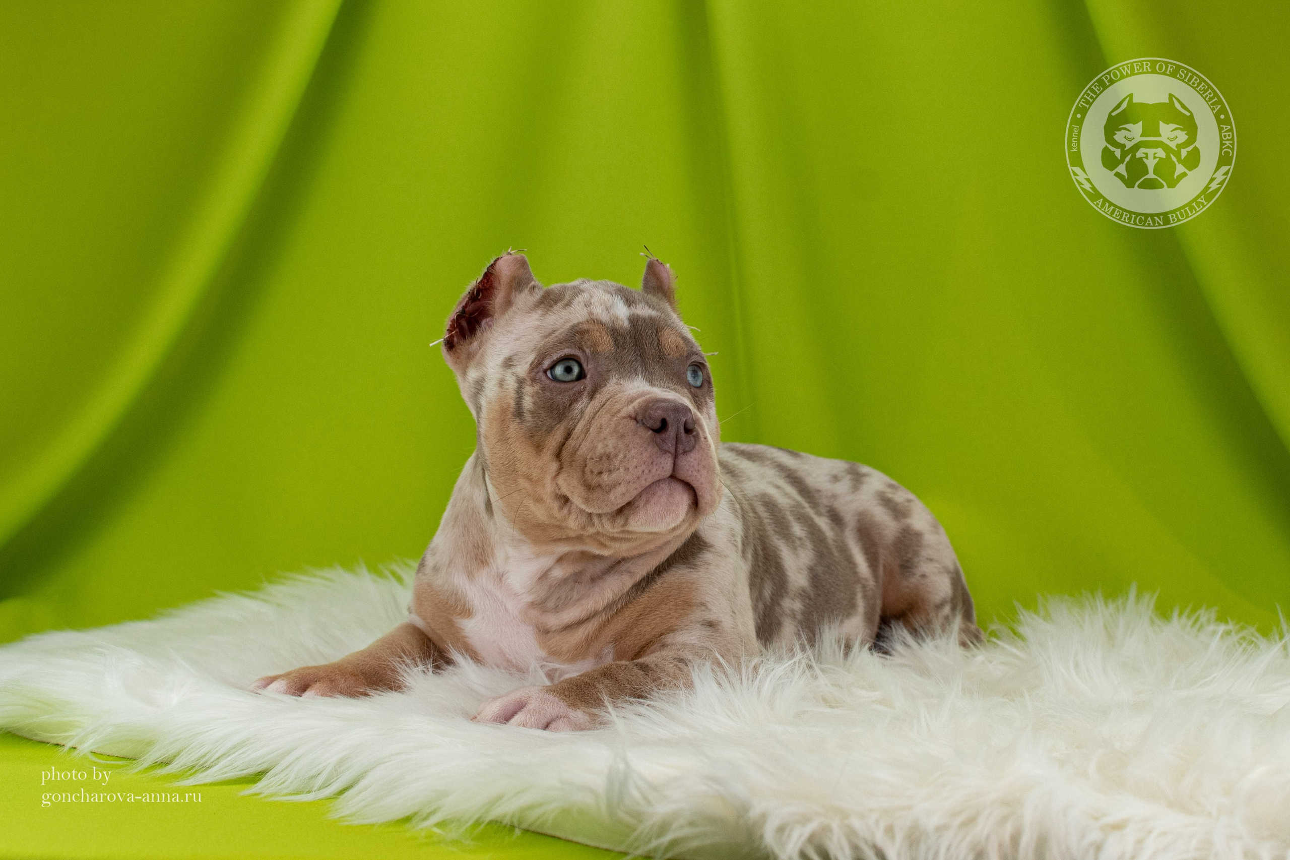 продажа щенков Американского булли в Казани
