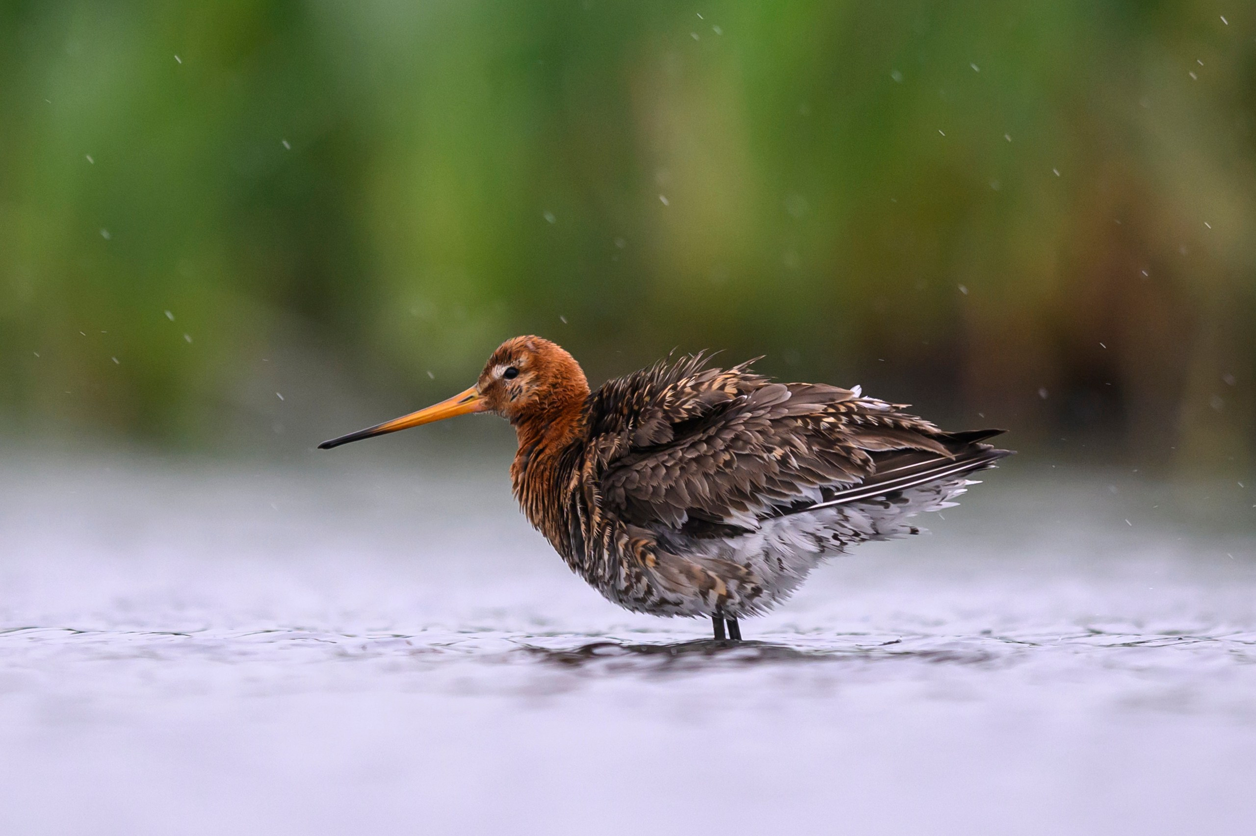 Поручейники и большой веретенник. Wildlife photography by Sergey Puponin