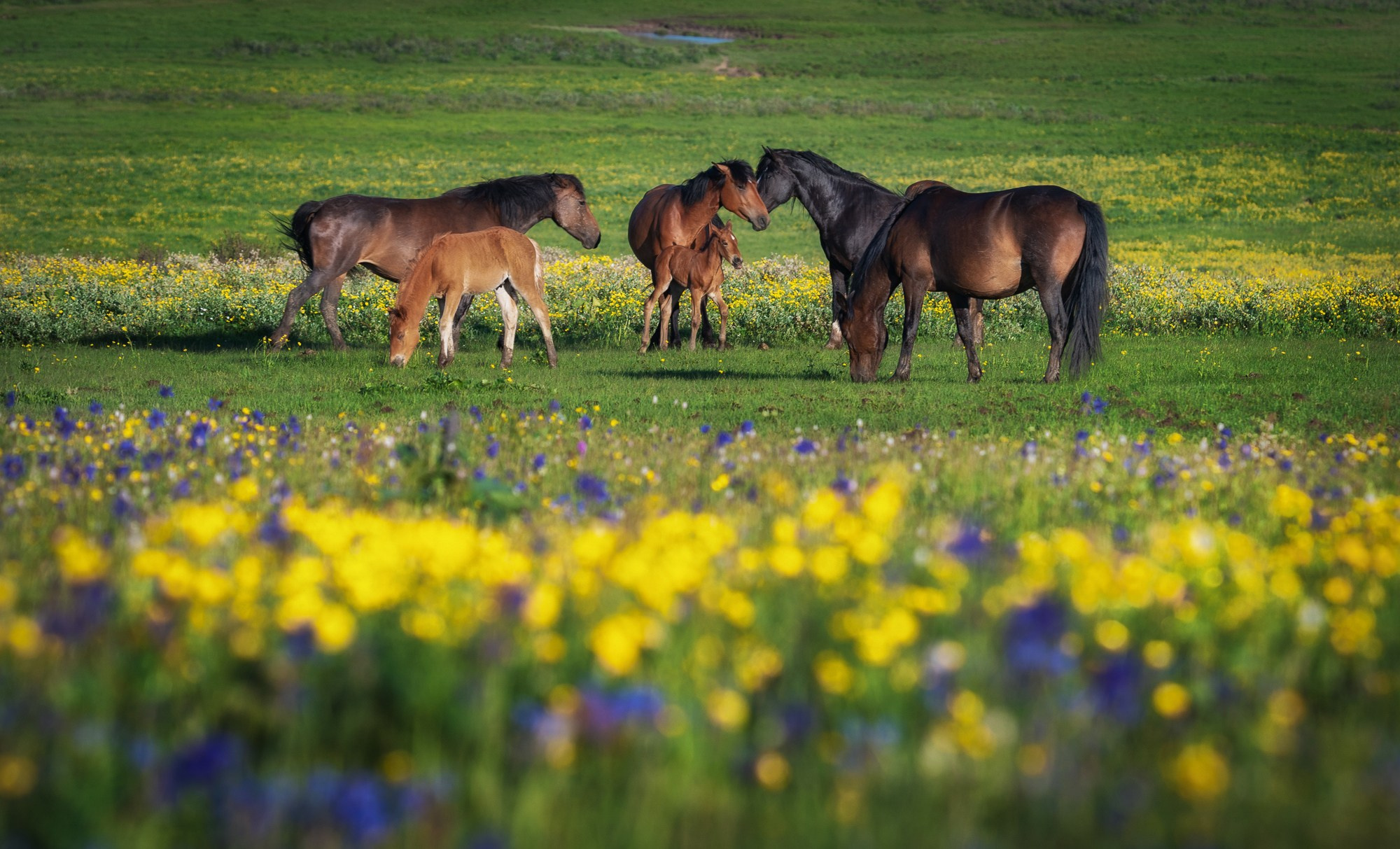 Лето в Горном Алтае. Профессиональный пейзажный фотограф Алёна Рубан