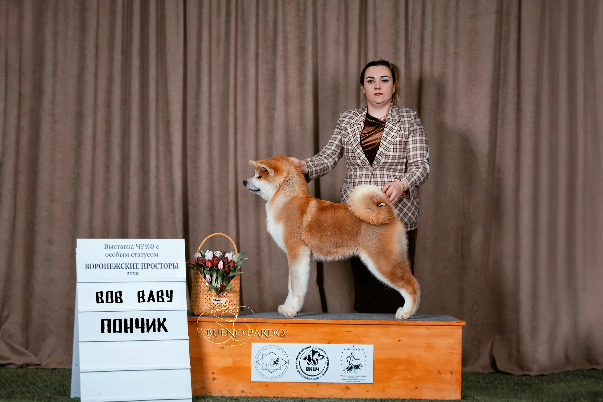 Щенки японской акита ину из питомника. Питомник собак Акита, Хаски, Корги