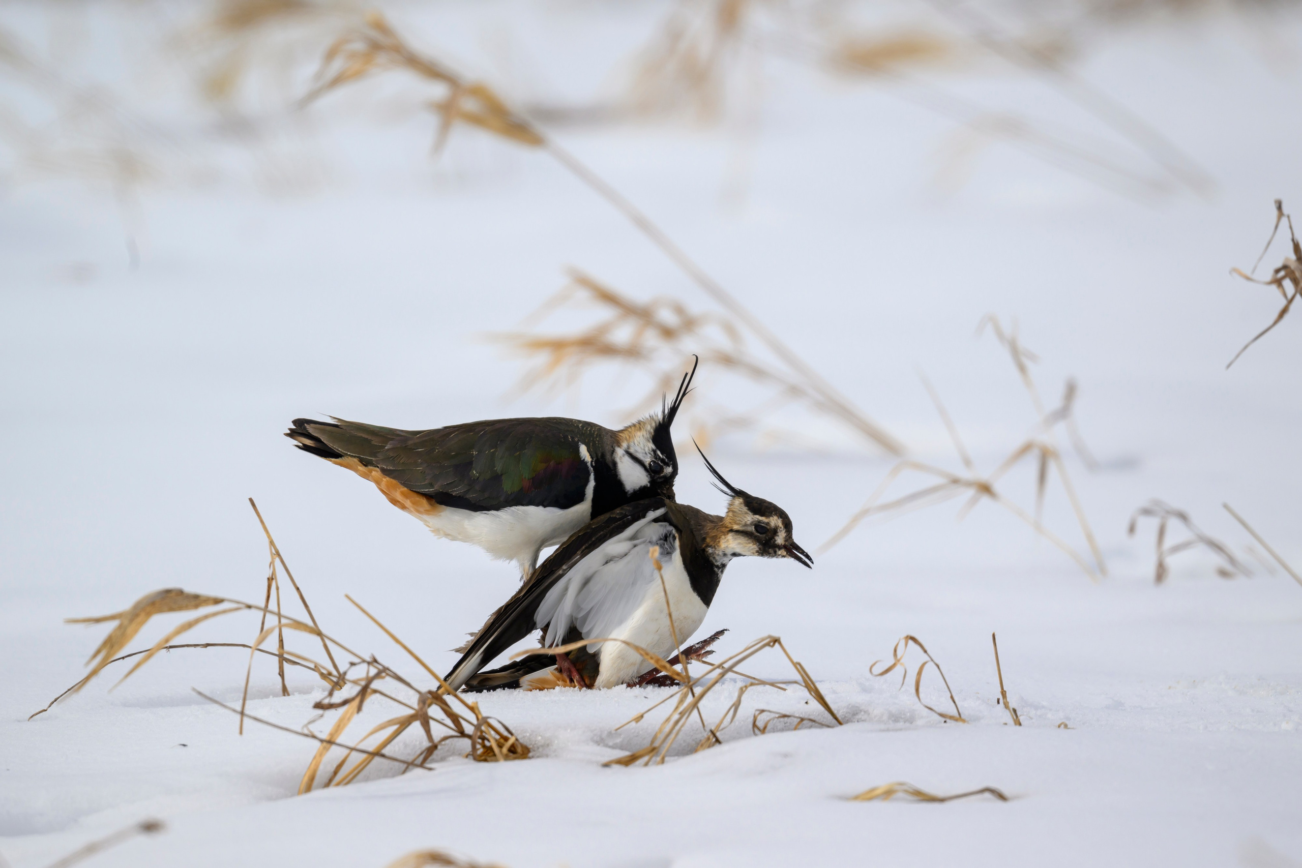 Сова, журавли и свадьба чибисов. Wildlife photography by Sergey Puponin
