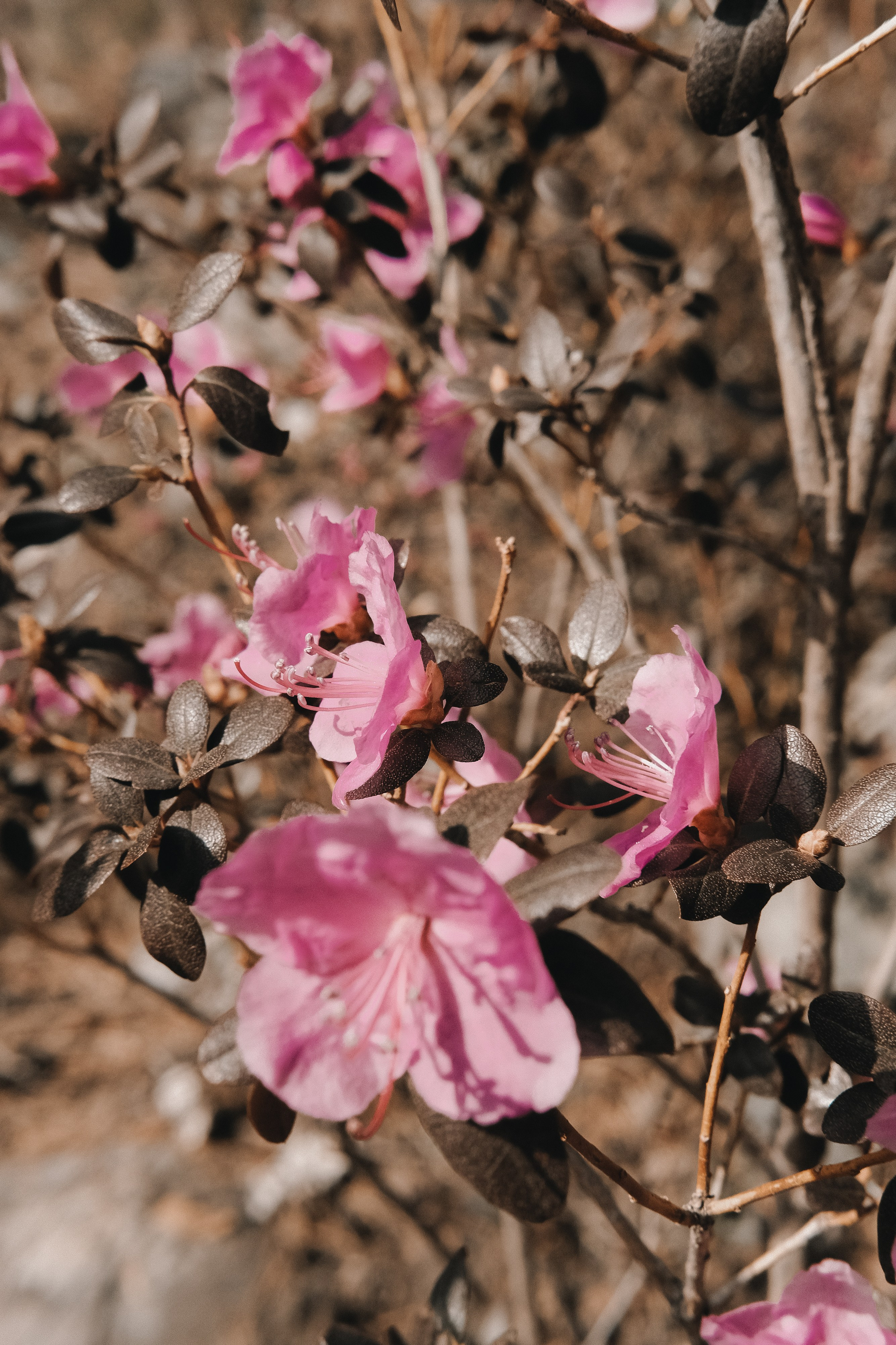 Цветение маральника на Алтае 2026. Фотограф. Алтай