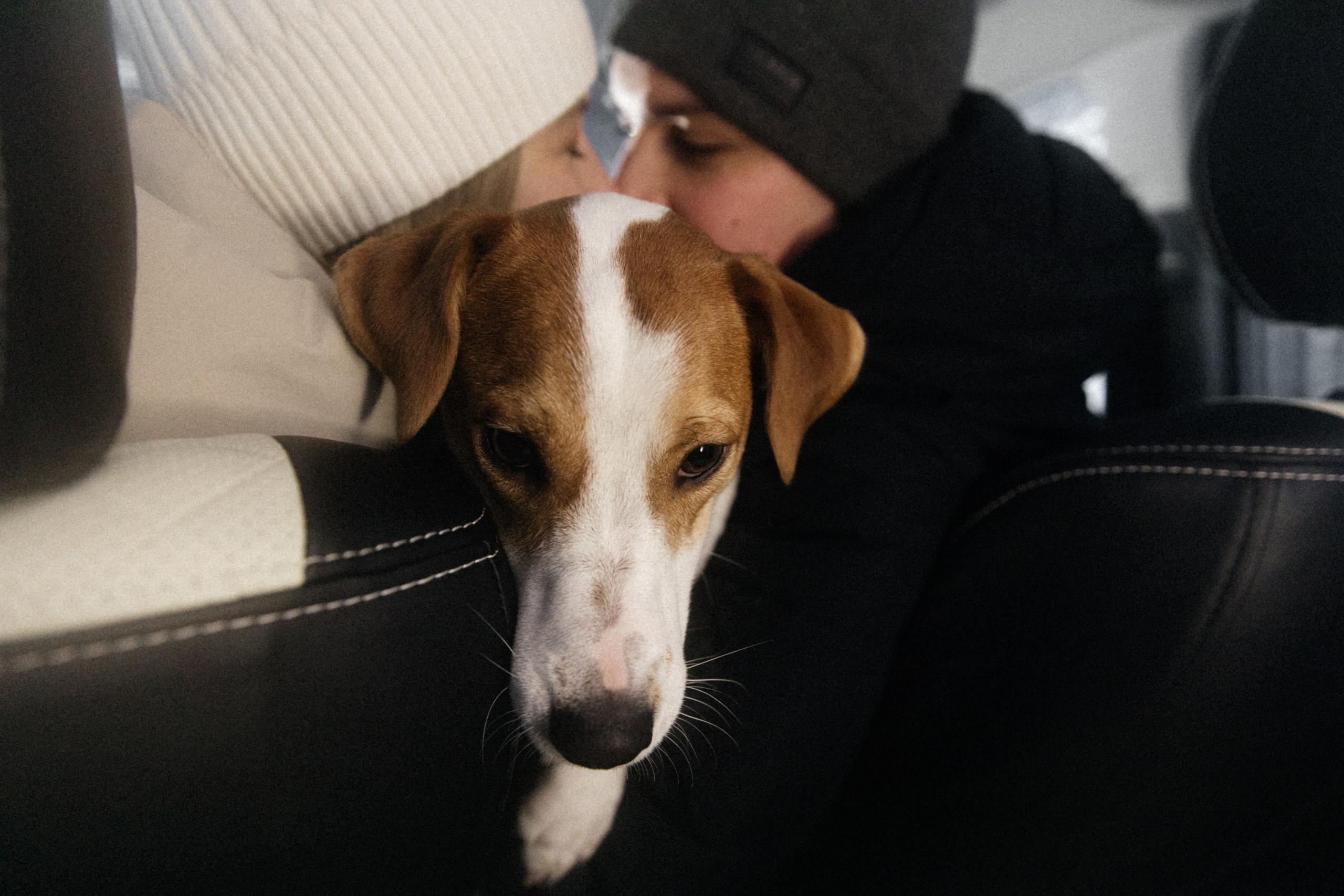 Света, Саша и Честер 🐾. Свадебный фотограф Настя Шелл г. Череповец