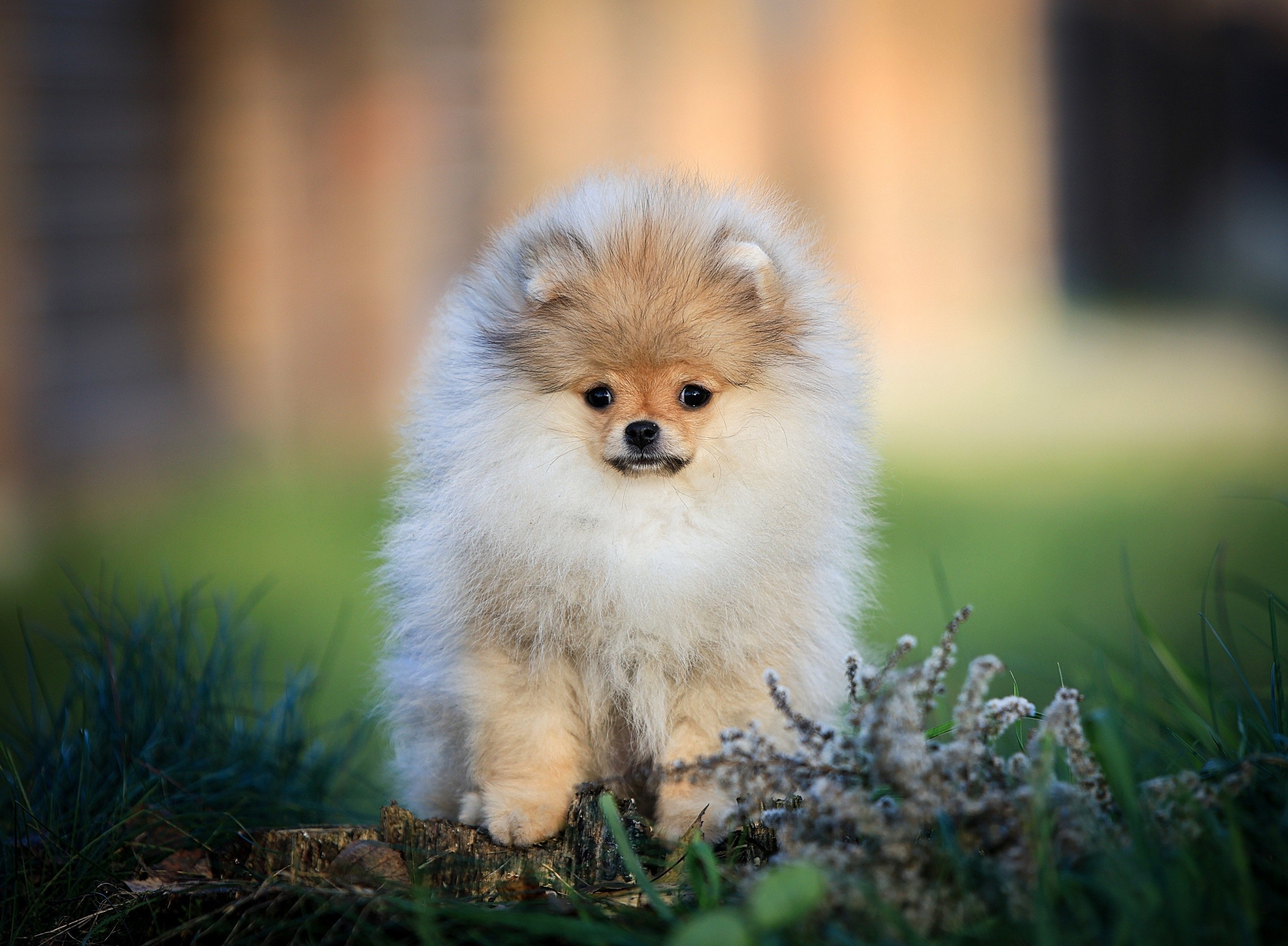 Шпицы. Купить щенка Вельш-корги-кардиган в семейном питомнике — Ice Fantasy