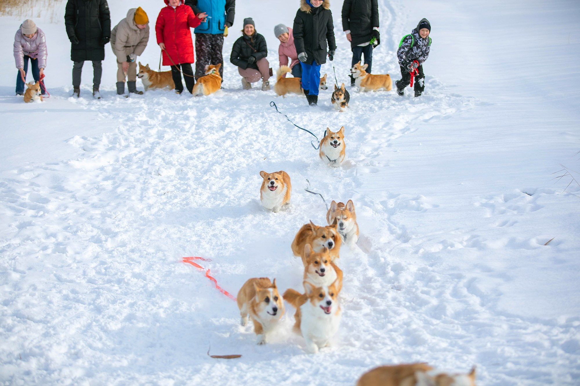 Корги-туса. Фотограф-анималист в Омске Екатерина Маричева
