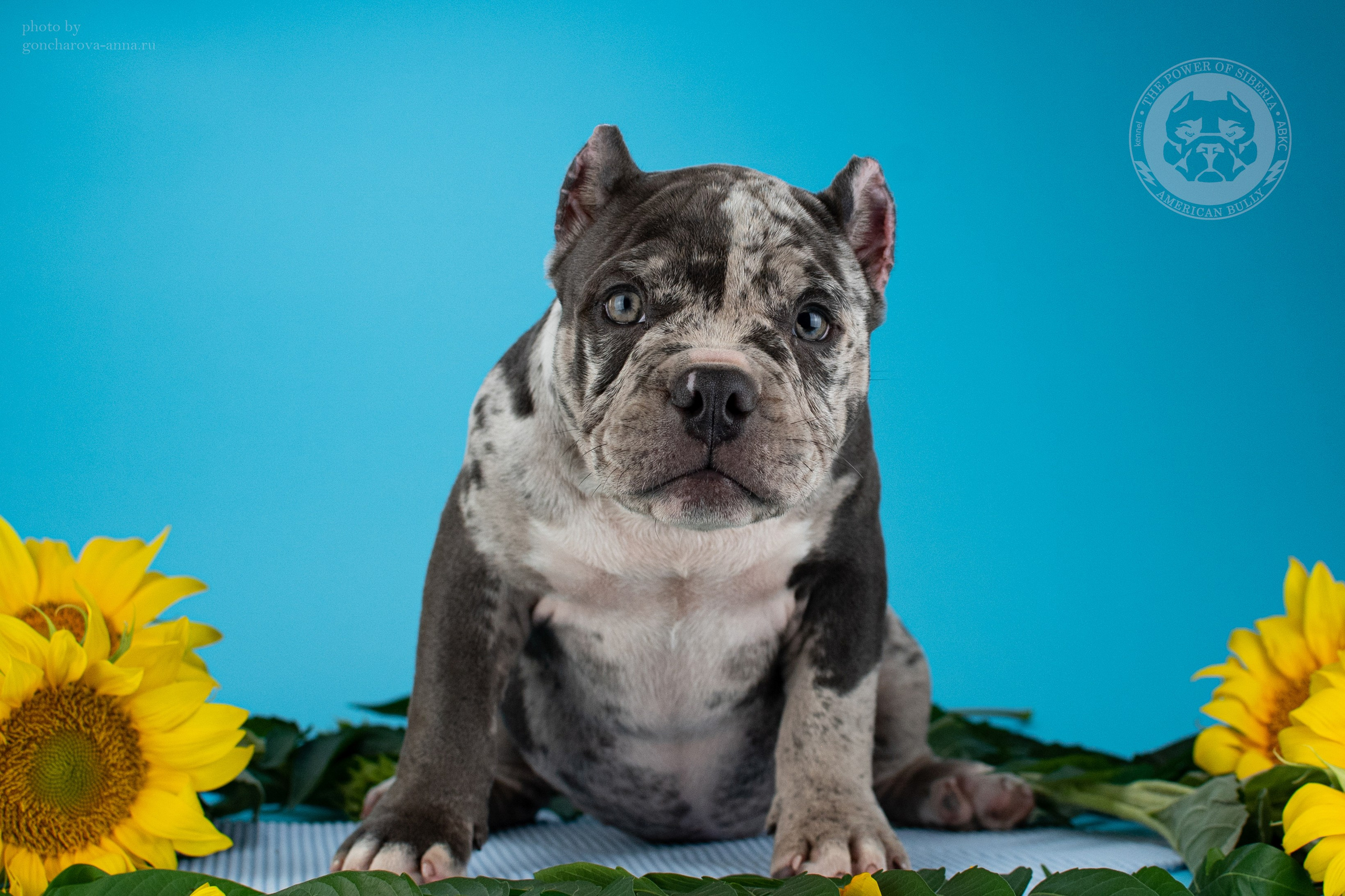 купить щенка в официальном питомнике American Bully в Уфе