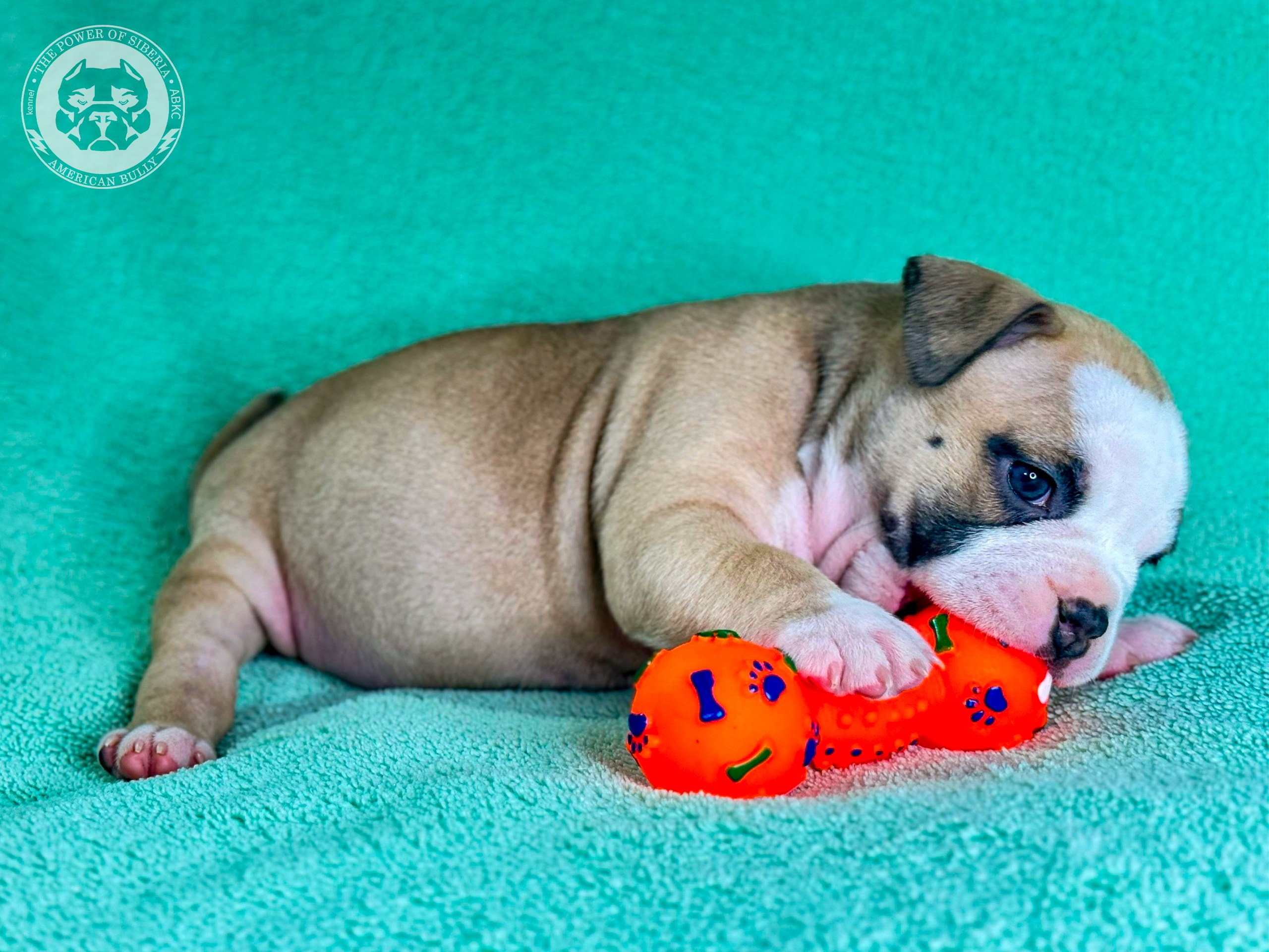 Все свободные щенки. Американский Булли в г. Ростов-на-Дону. Питомник THE POWER OF SIBERIA