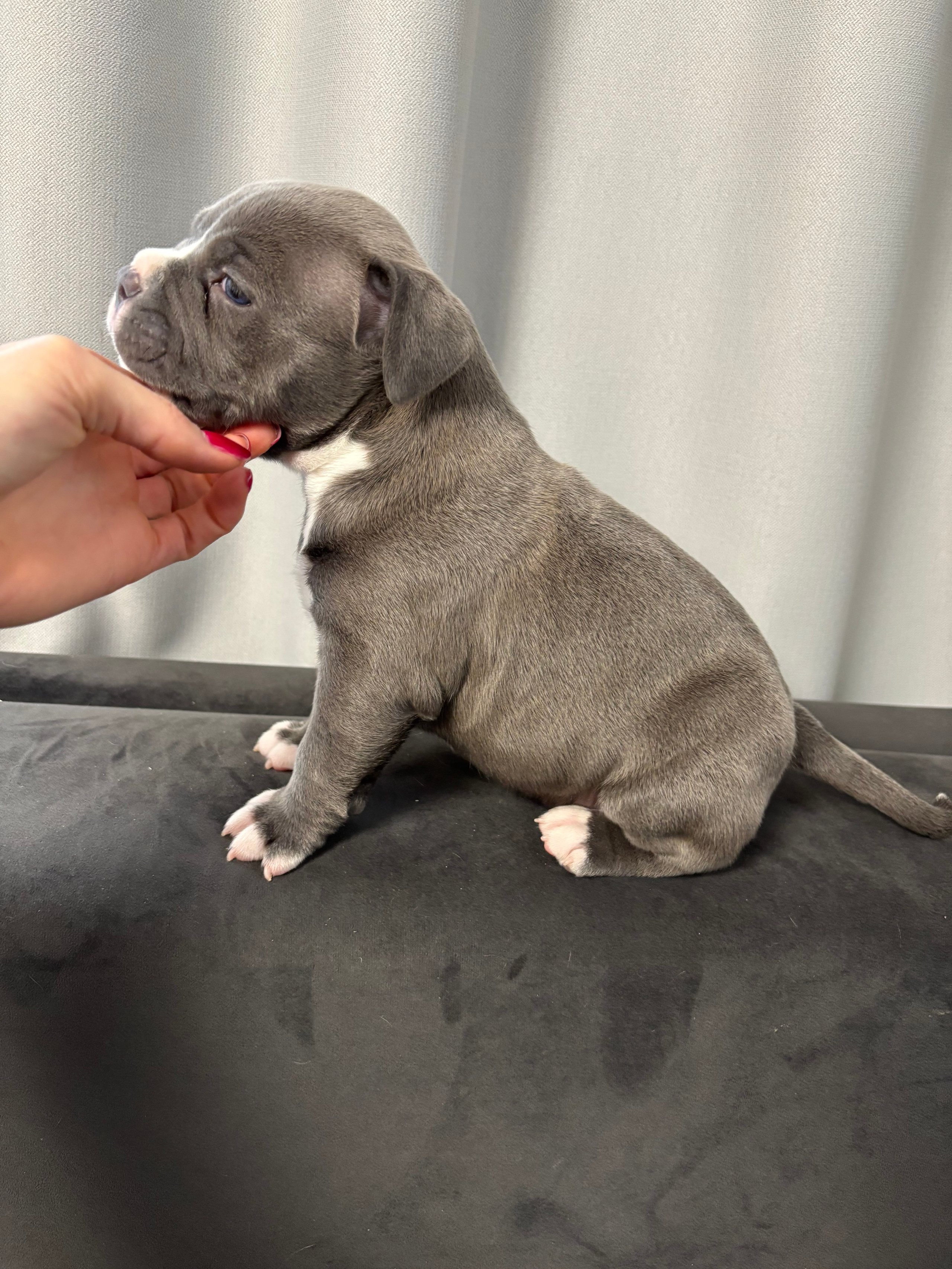 Помет Рич и Дося 04.02.25. Американский Булли в г. Ростов-на-Дону. Питомник THE POWER OF SIBERIA