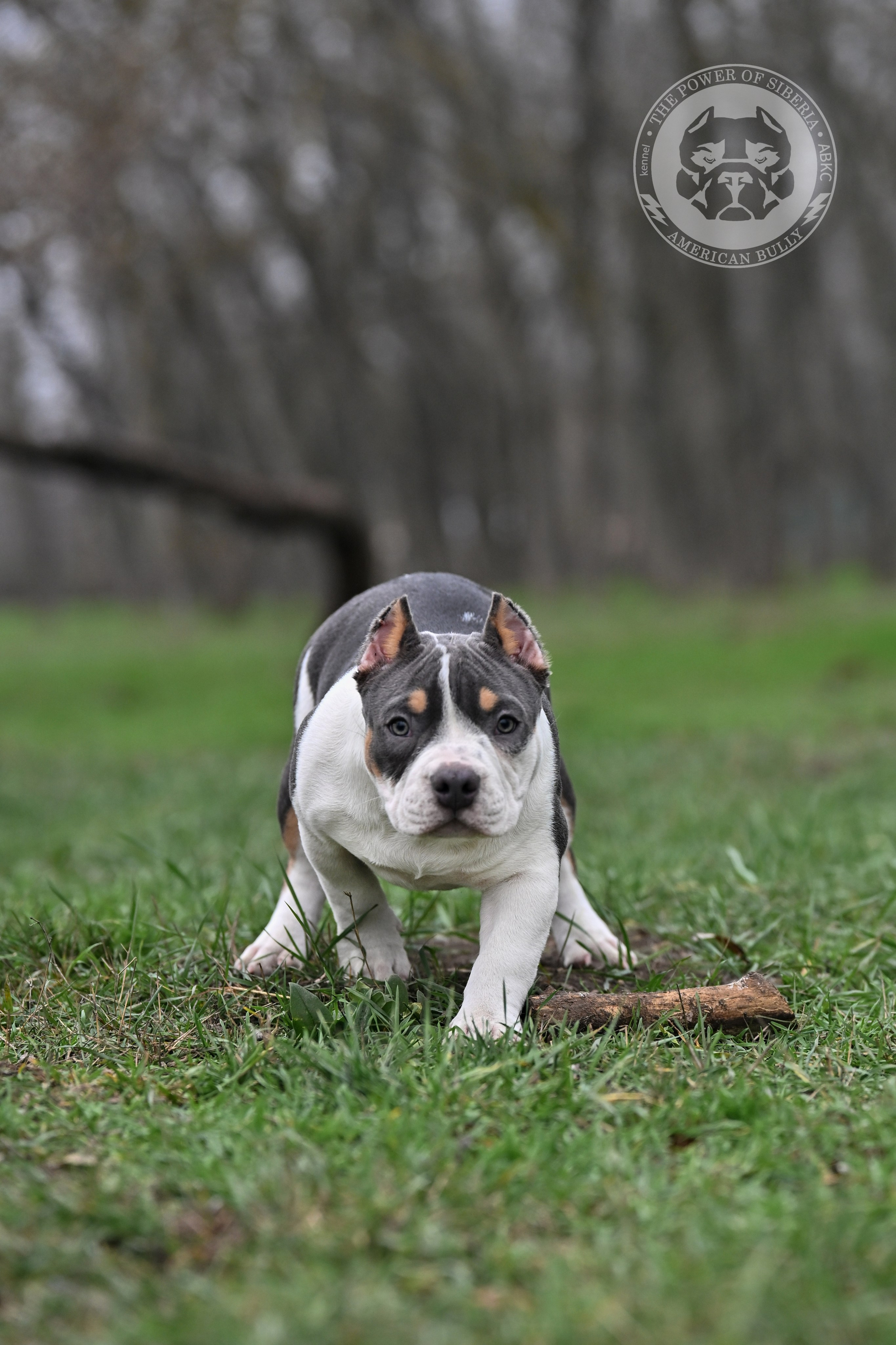 Все свободные щенки. Американский Булли в г. Ростов-на-Дону. Питомник THE POWER OF SIBERIA