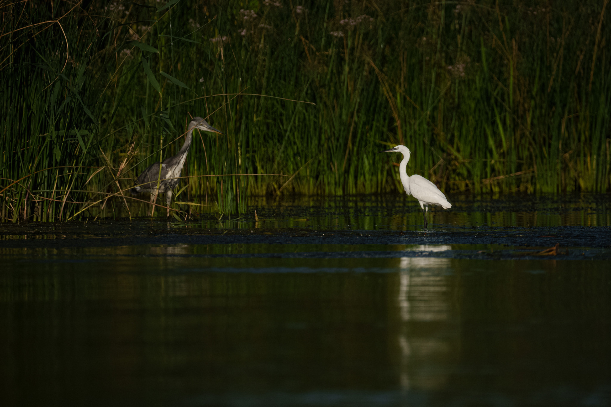 Барханы и лотосы. Июль–Август