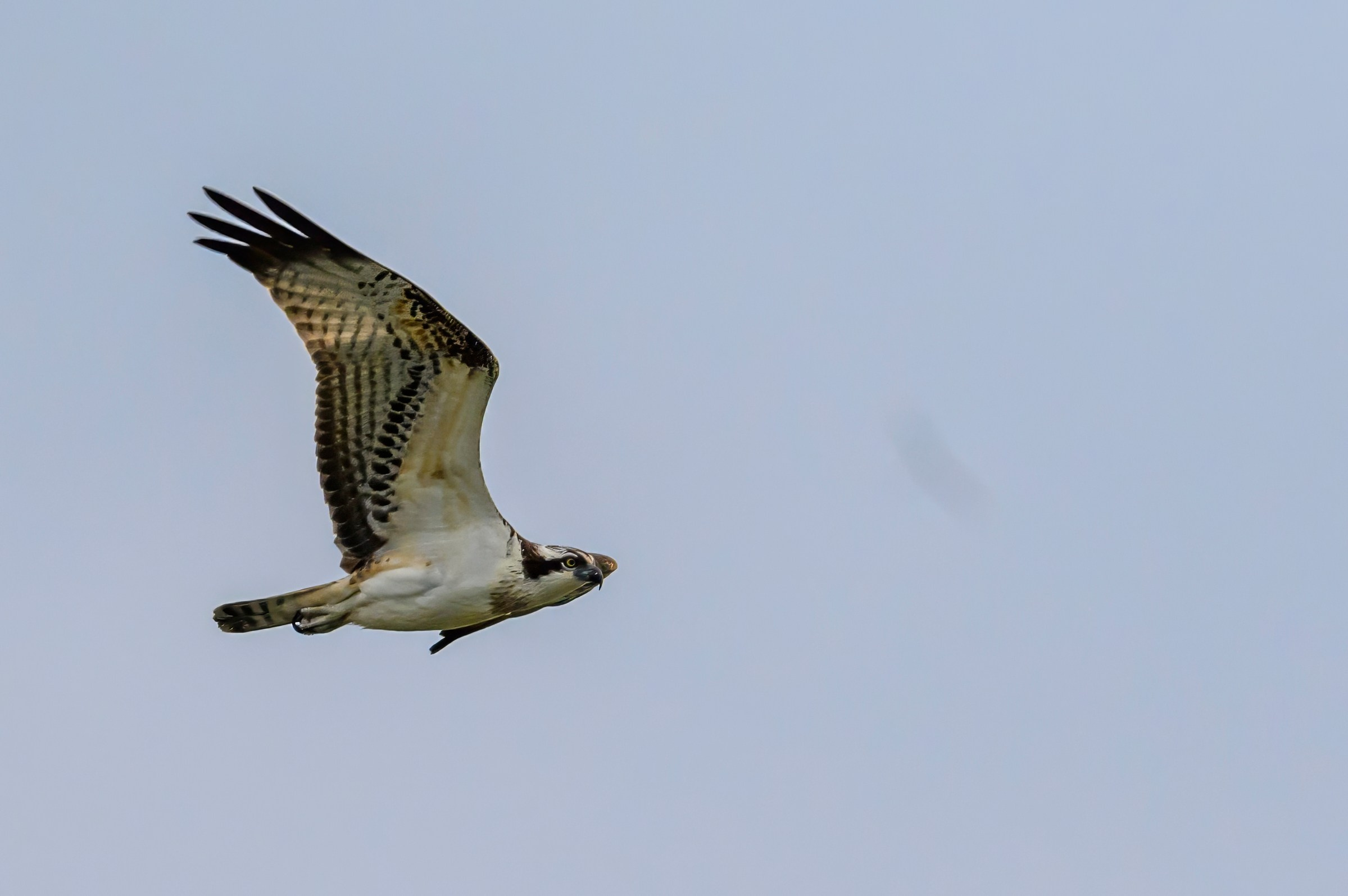 Охота скопы. The hunt of the Osprey. Фотограф Сергей Пупонин