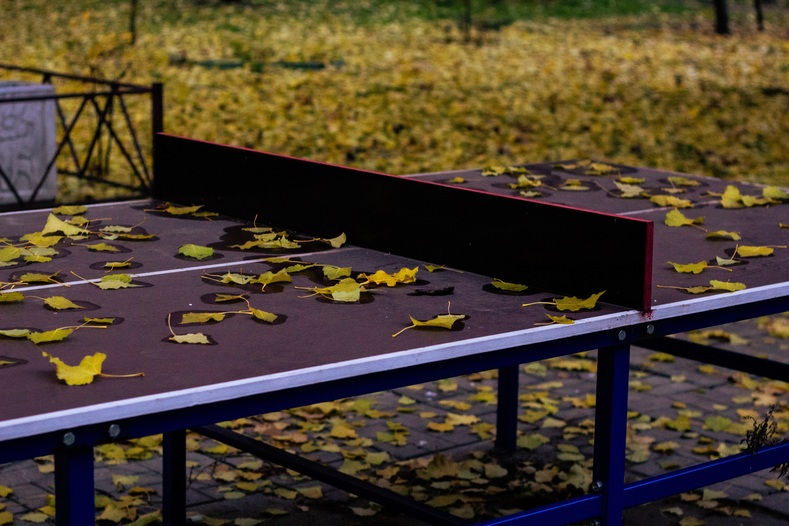 Осень в Москве. Фотограф Москва, портрет, стрит, репортаж. Художественная фотосессия