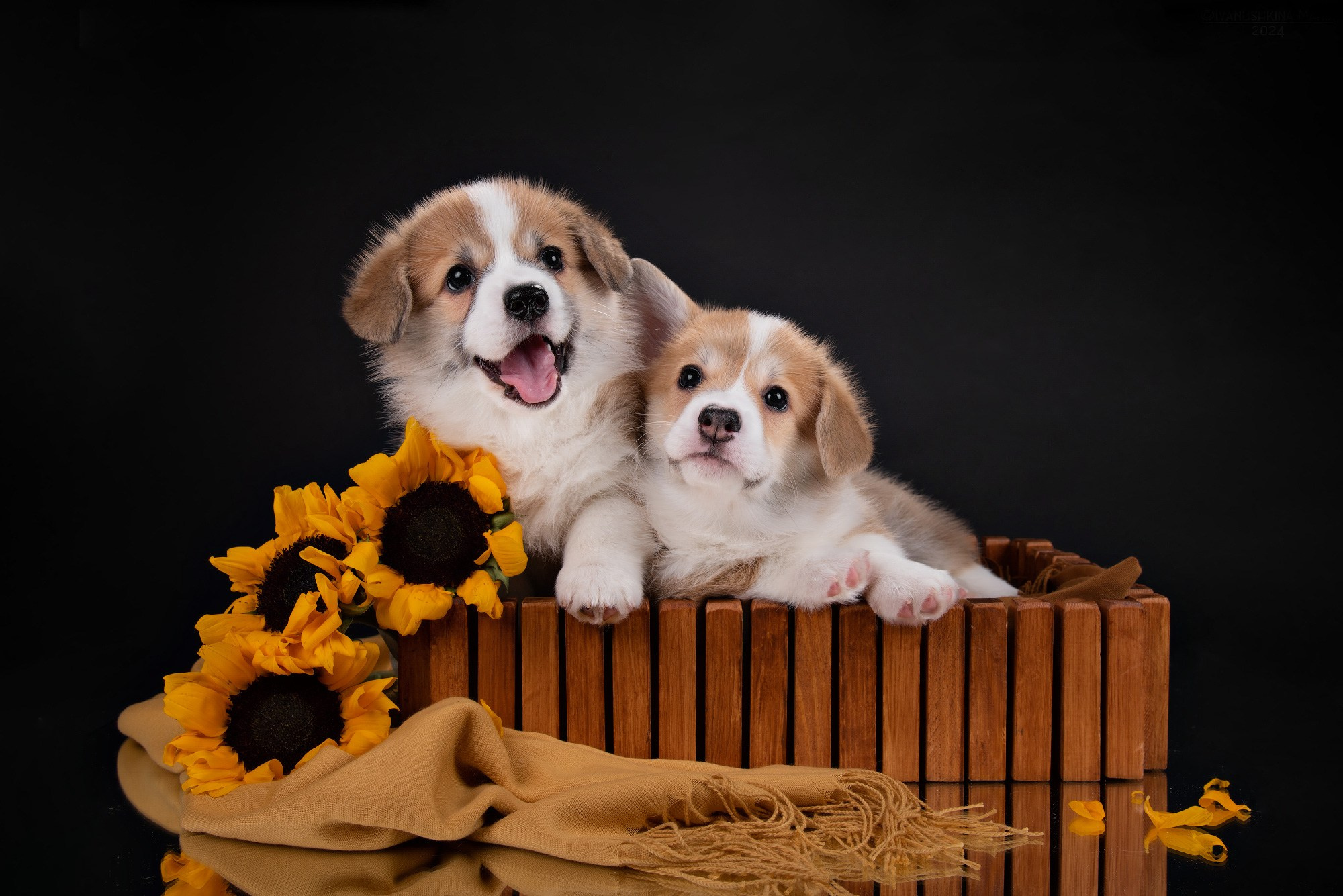 Фотосессия щенков на фонах. Фотограф собак в Москве и Московской области Иванушкина Мария
