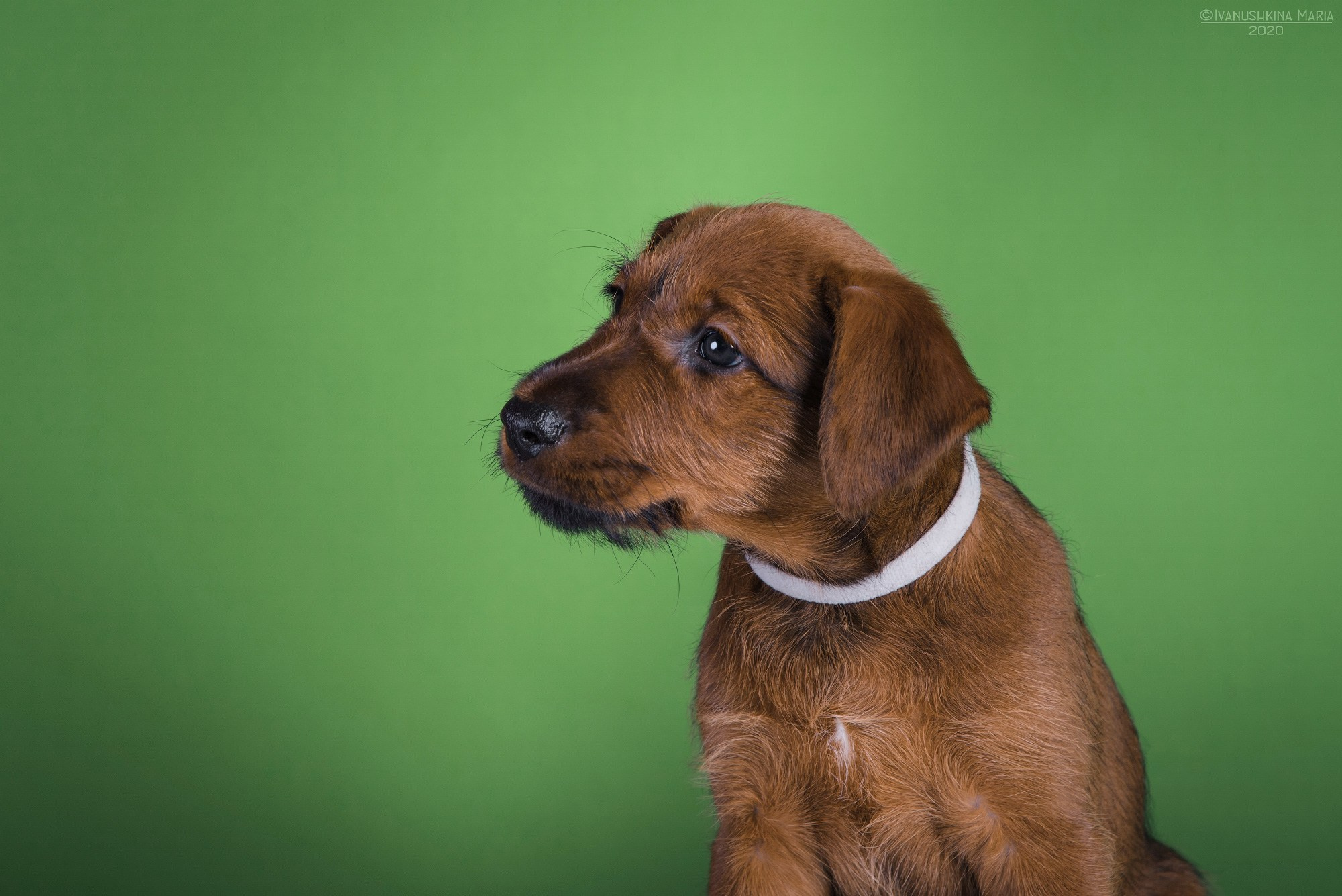 щенок ирландского терьера