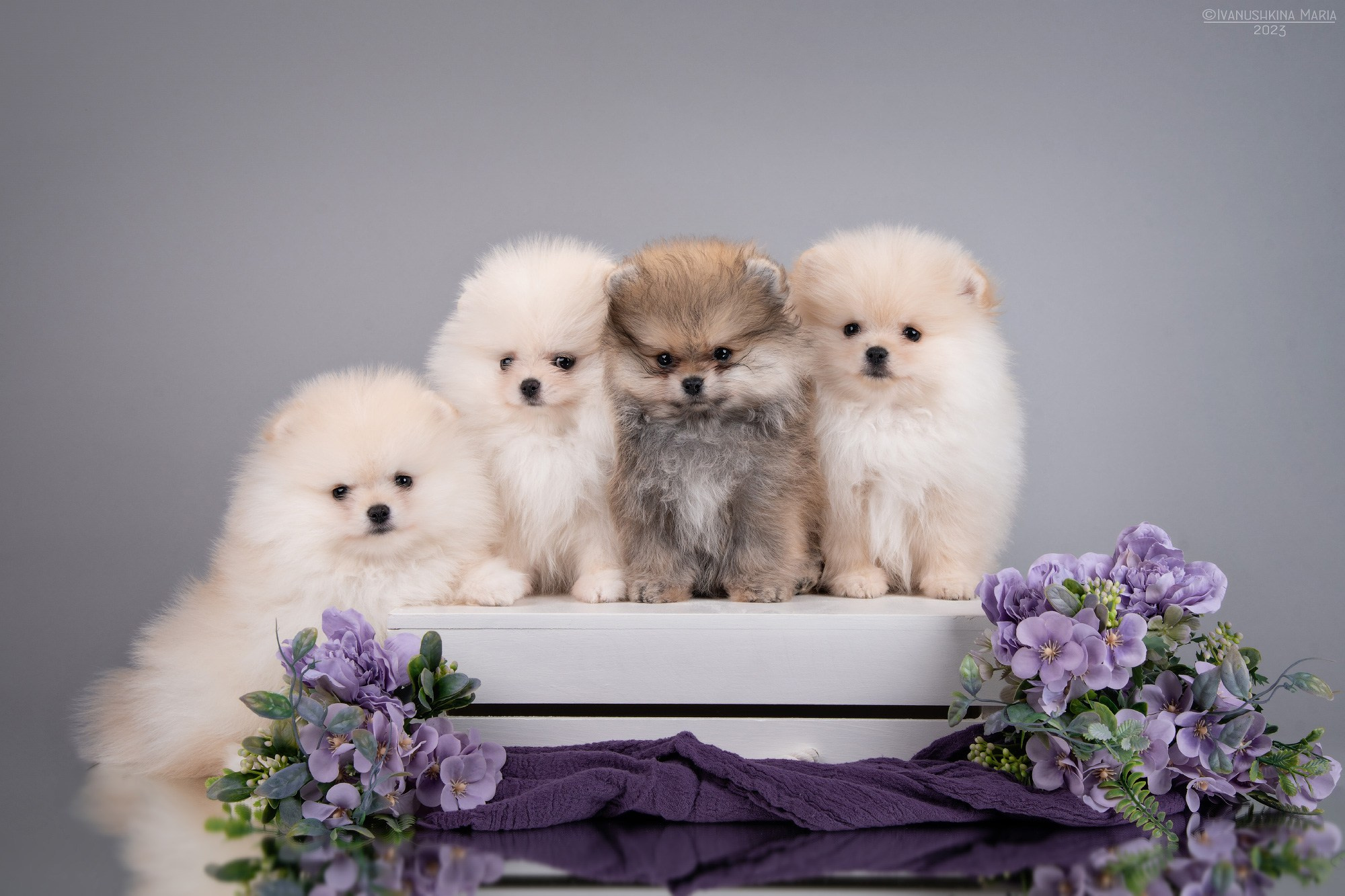 щенки шпица