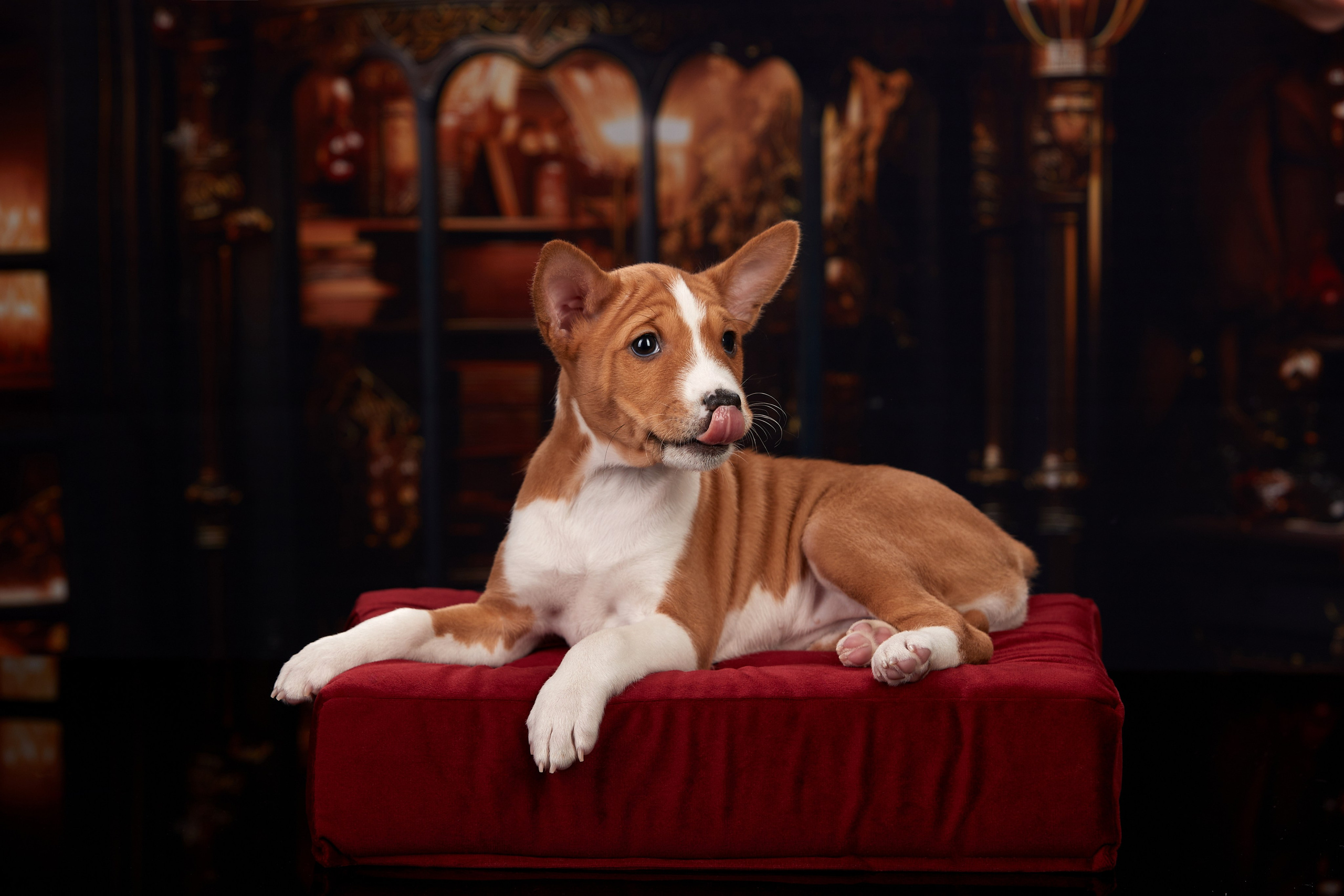 ФОТОСЪЕМКА ЩЕНКОВ НА ДОМУ. ФОТОГРАФ-АНИМАЛИСТ l LANA POLYAKOVA