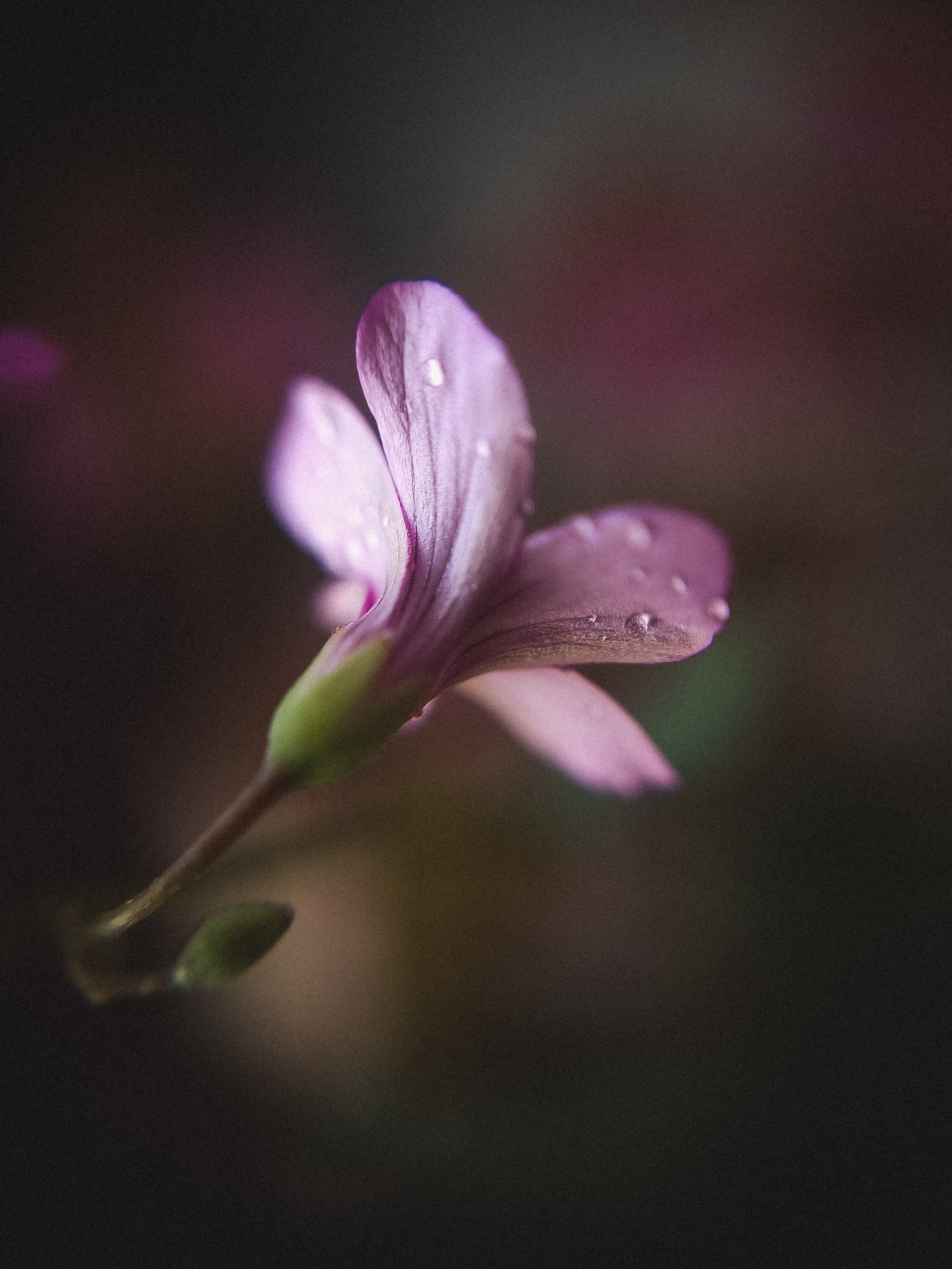 Фотограф из Санкт-Петербурга/Катерина Зайцева