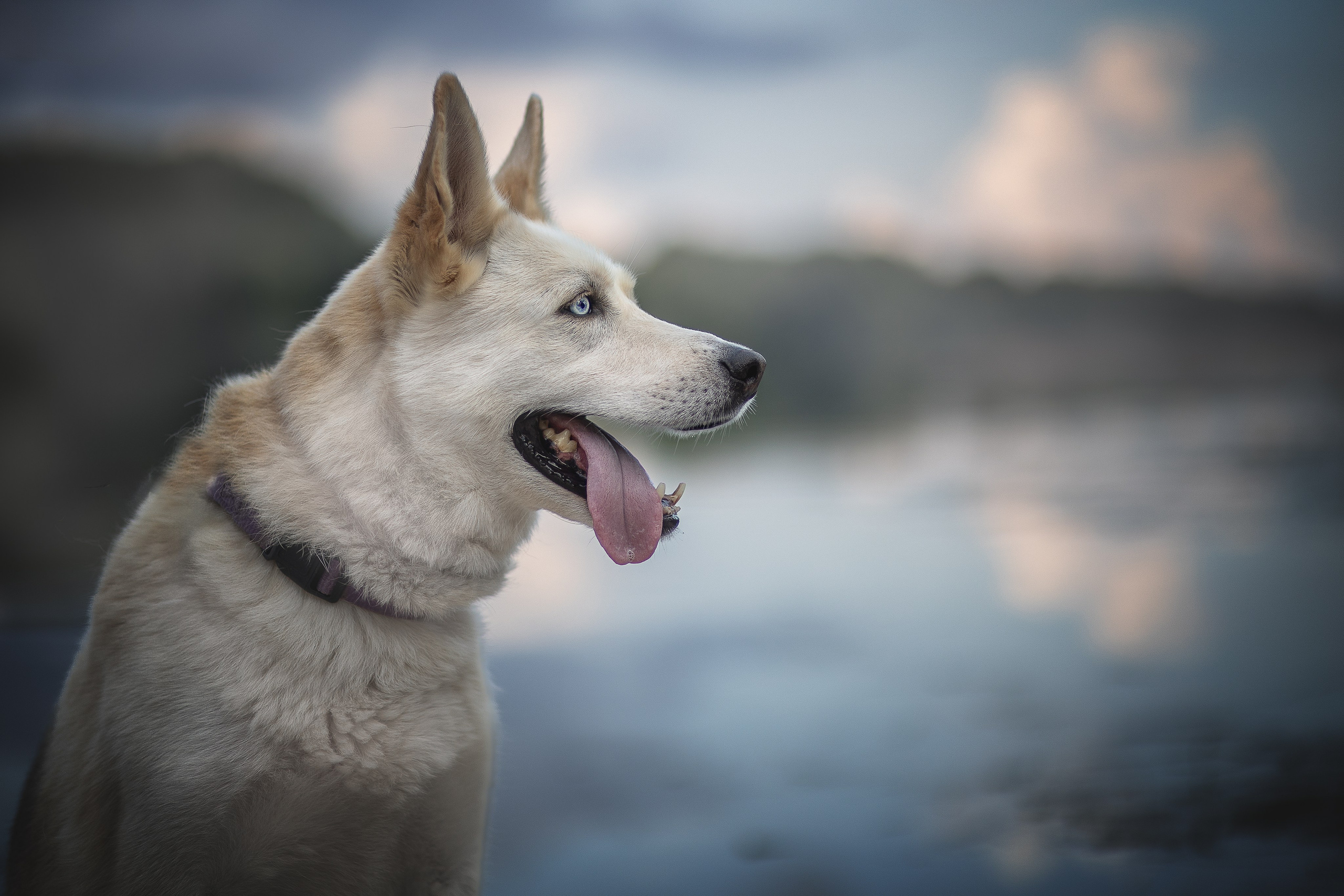 ИЩУТ ДОМ. Фотограф-анималист в Москве и Подмосковье