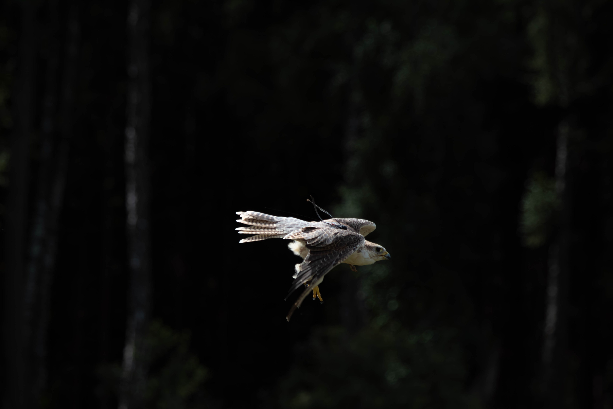 Охота как искусство Ясная поляна. Фотограф анималист — Тула, Москва