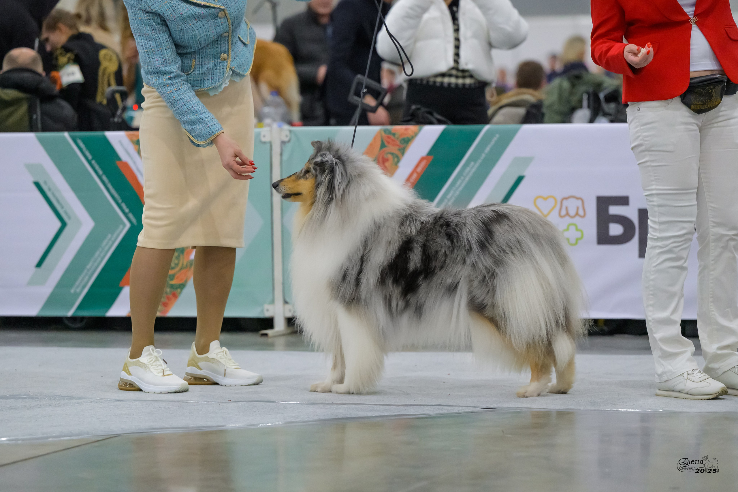 15-16.11.2025 ЕВРАЗИЯ г. Москва. Фотограф анималист Елена Галдина г. Красноярск