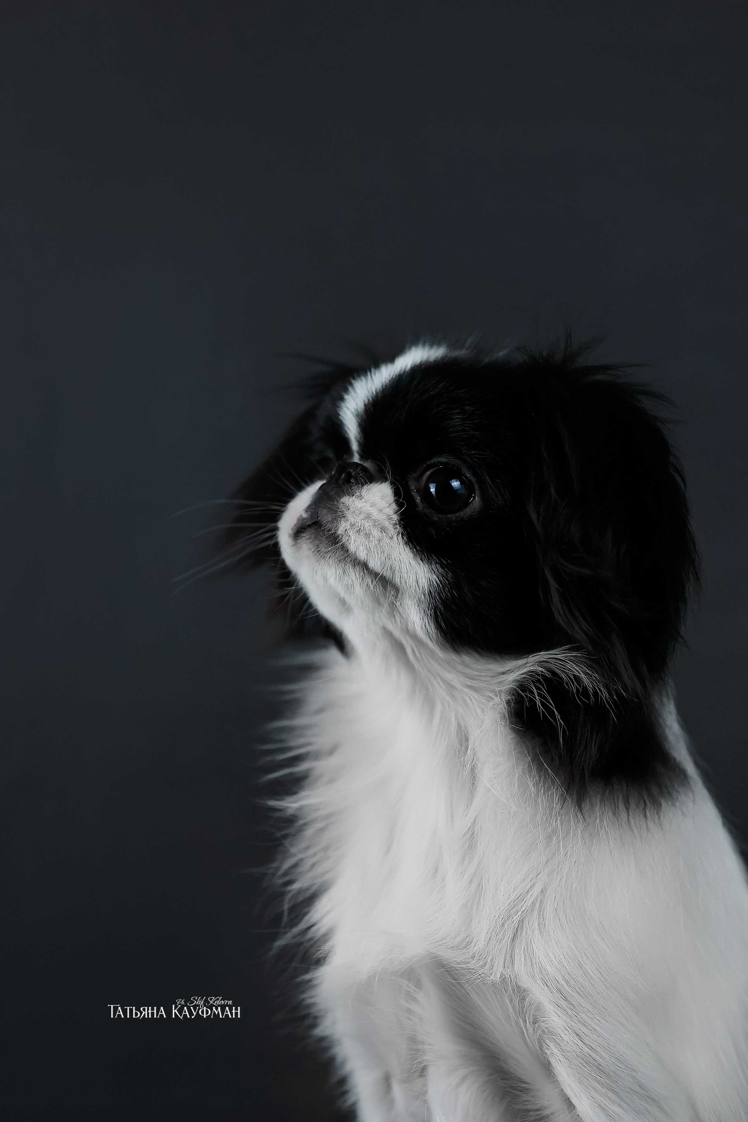Японский хин, фотография японский хин, красивая собака, фотограф анималист, фотокурс Анималистика, научиться фотографировать собак, фотограф Новосибирск, фотостудия Скифки, студийная фотография