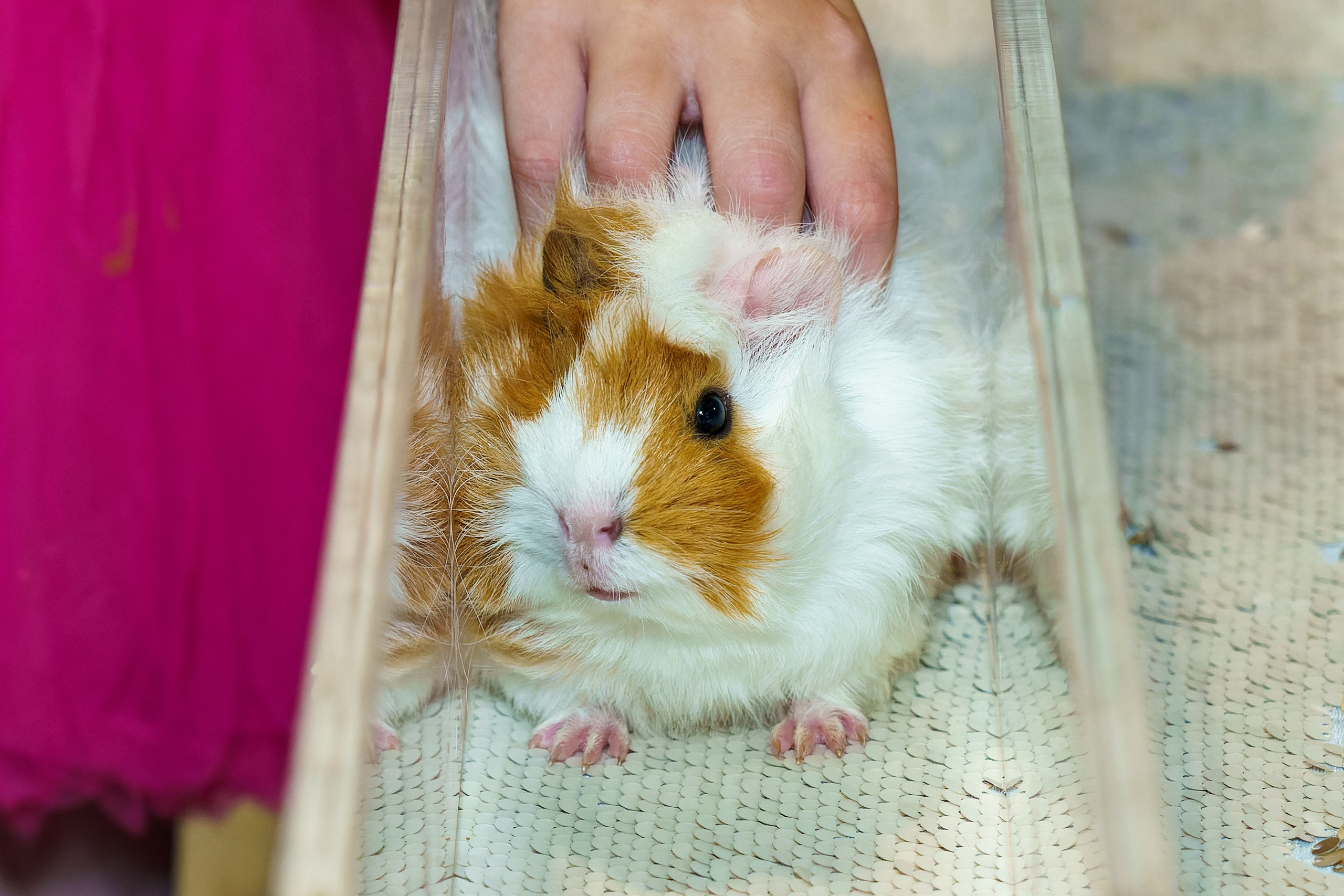 Фотосъёмка день рождения, детский праздник, семейный праздник. «Студия DRONAVT`s» — видеосъёмка и фотография г. Москва