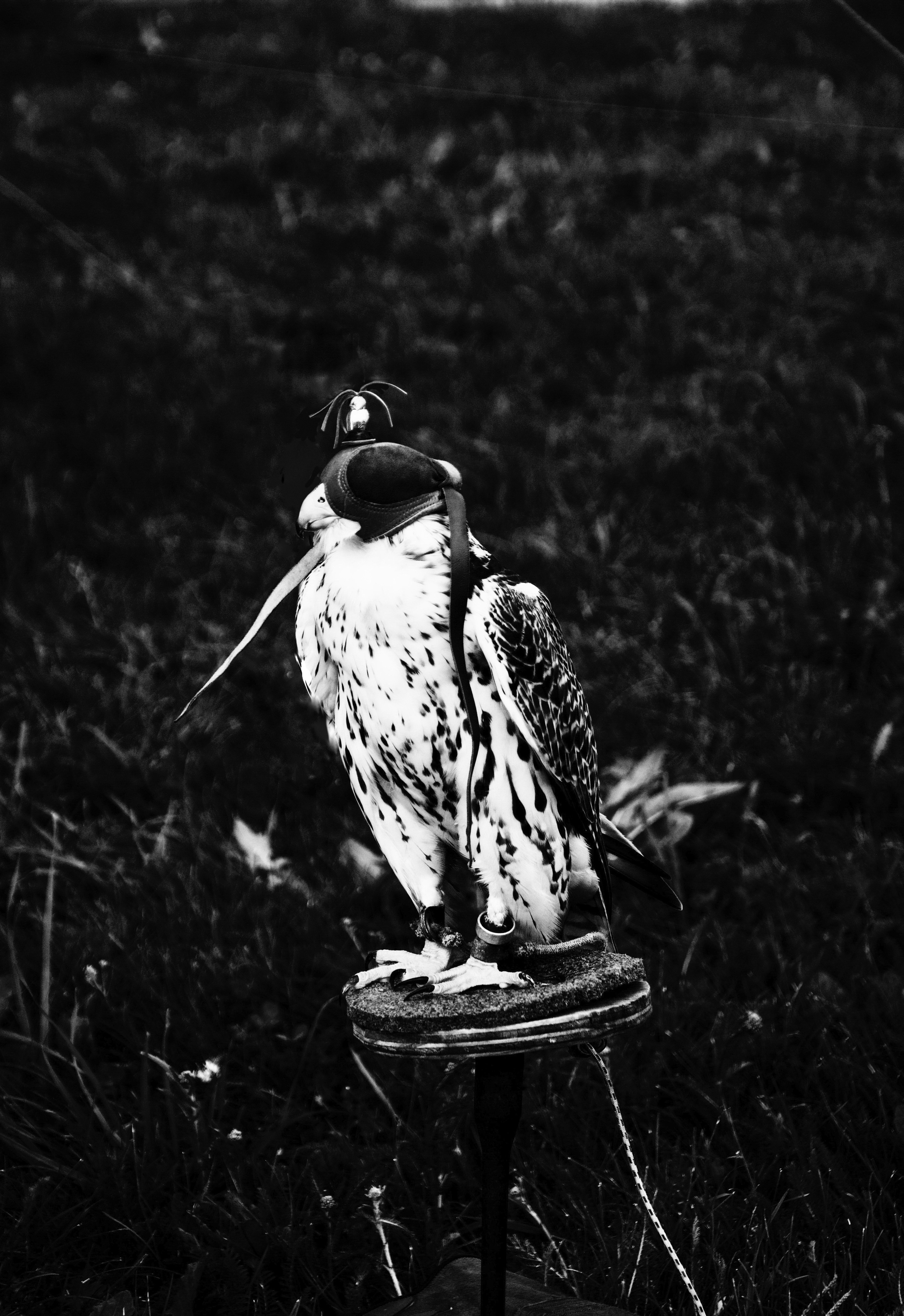 Скрытая иллюминация. Катрин Эдельвак