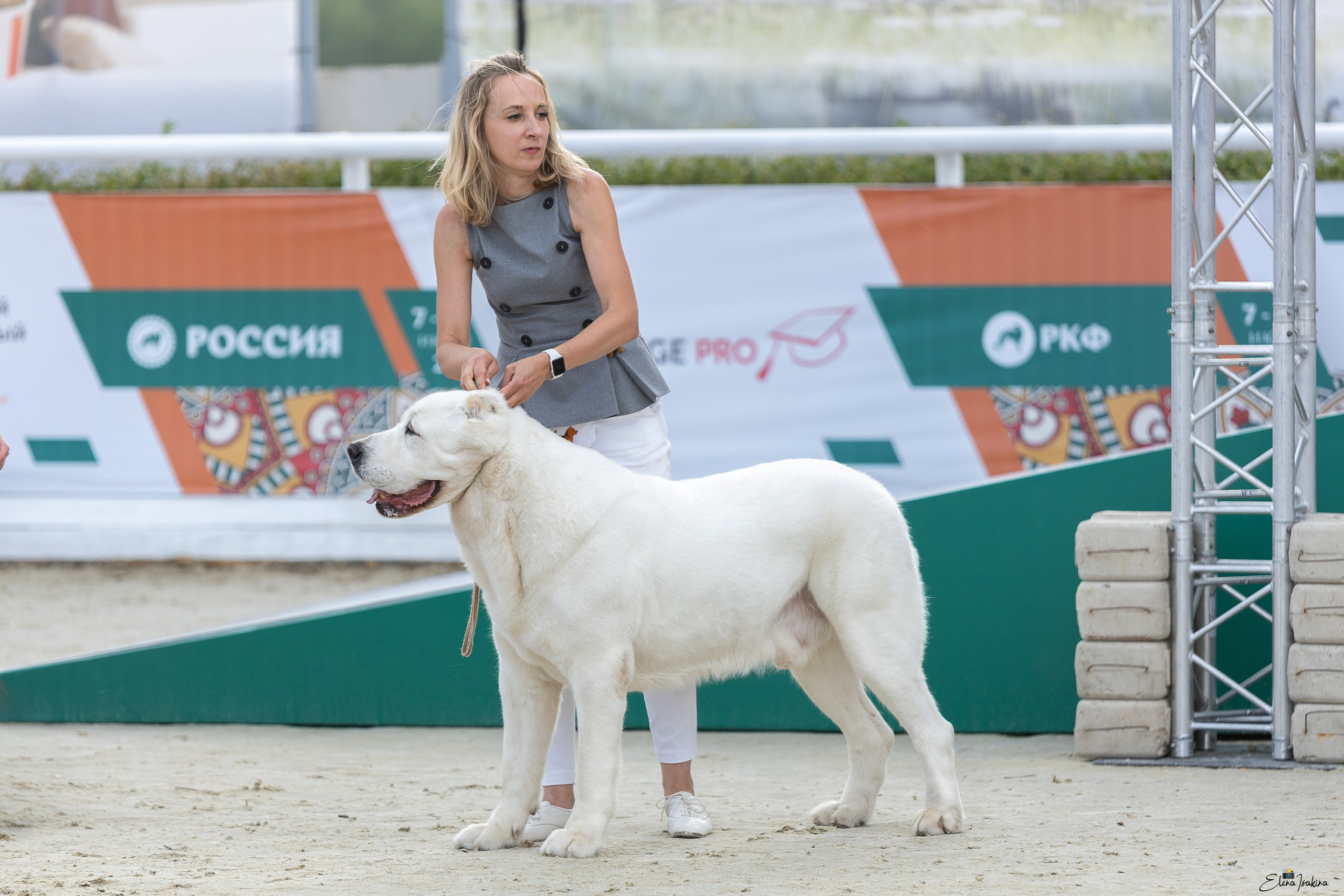 Россия 2025. Купить щенка Вельш-корги-кардиган в семейном питомнике — Ice Fantasy