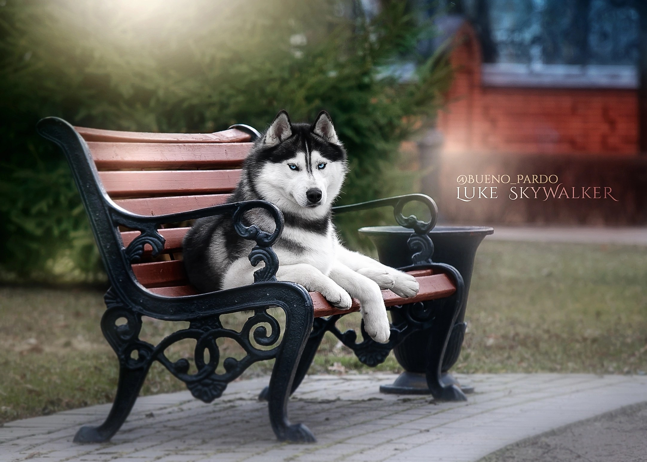 Собаки питомника Bueno Pardo. Питомник собак Акита, Хаски, Корги