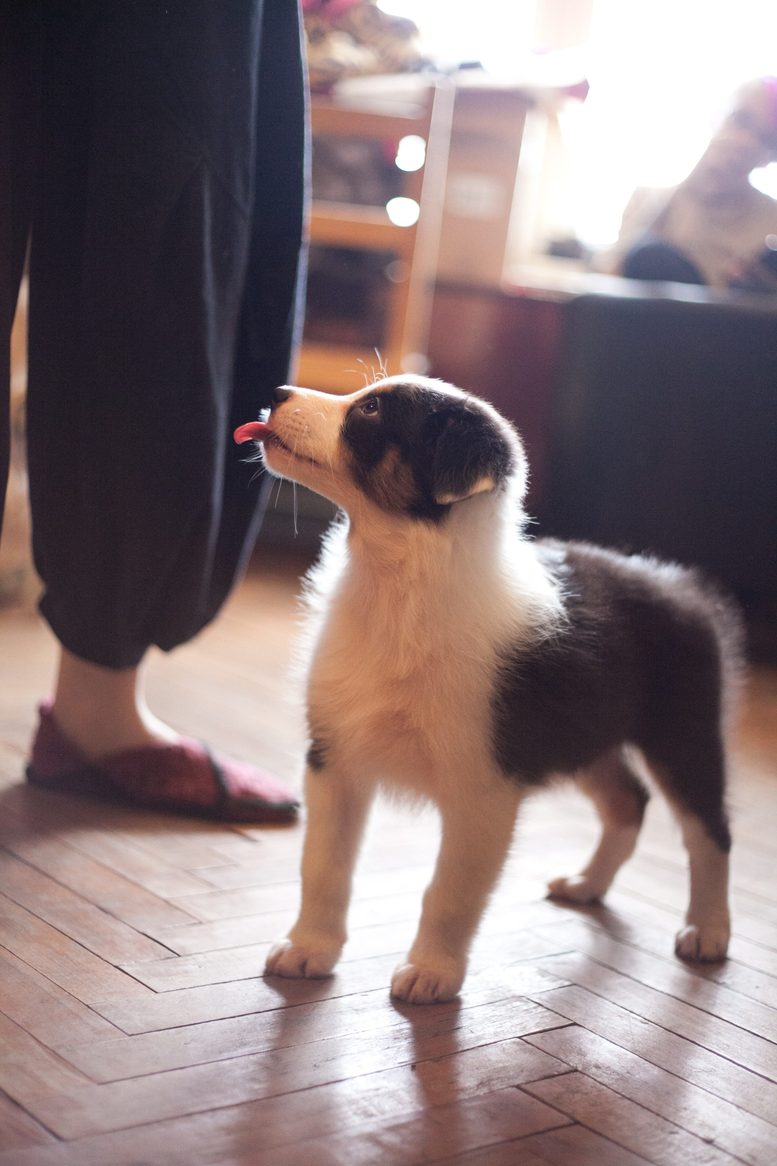 Ива. BLGKV питомник собак