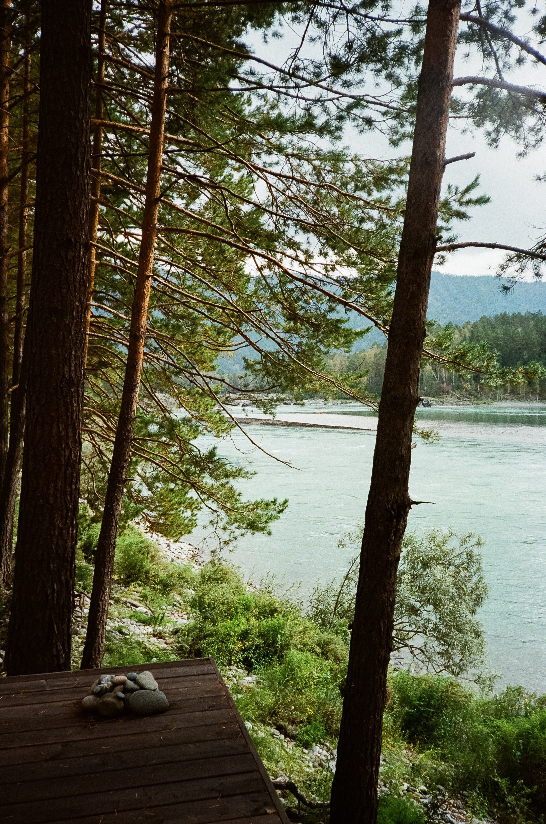 Катунь и сосны на базе Беррель. Ботанический сад. Фотограф-документалист Мария Осокина