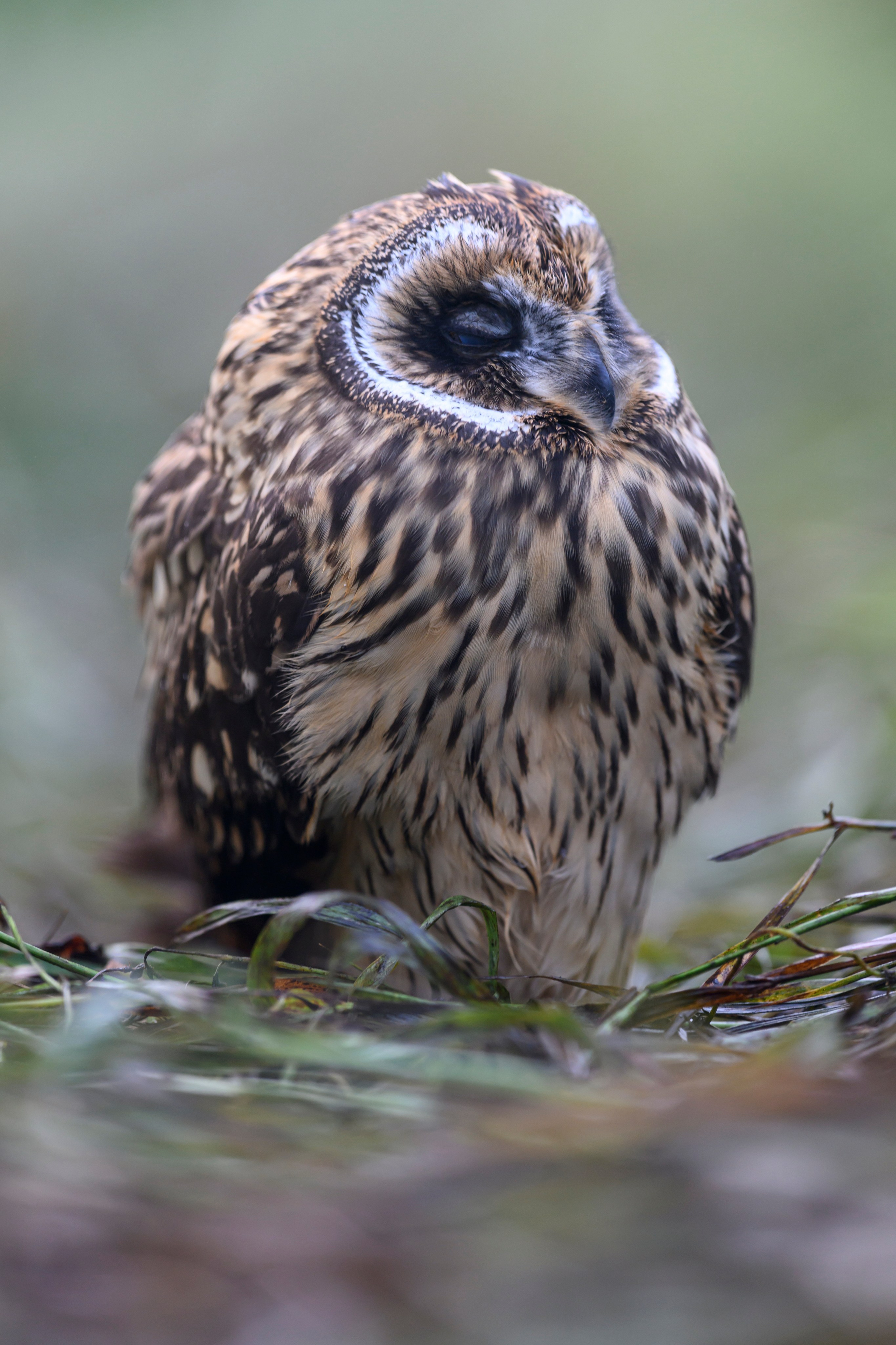 Храбрый совенок | Brave owlet. Фотограф Сергей Пупонин