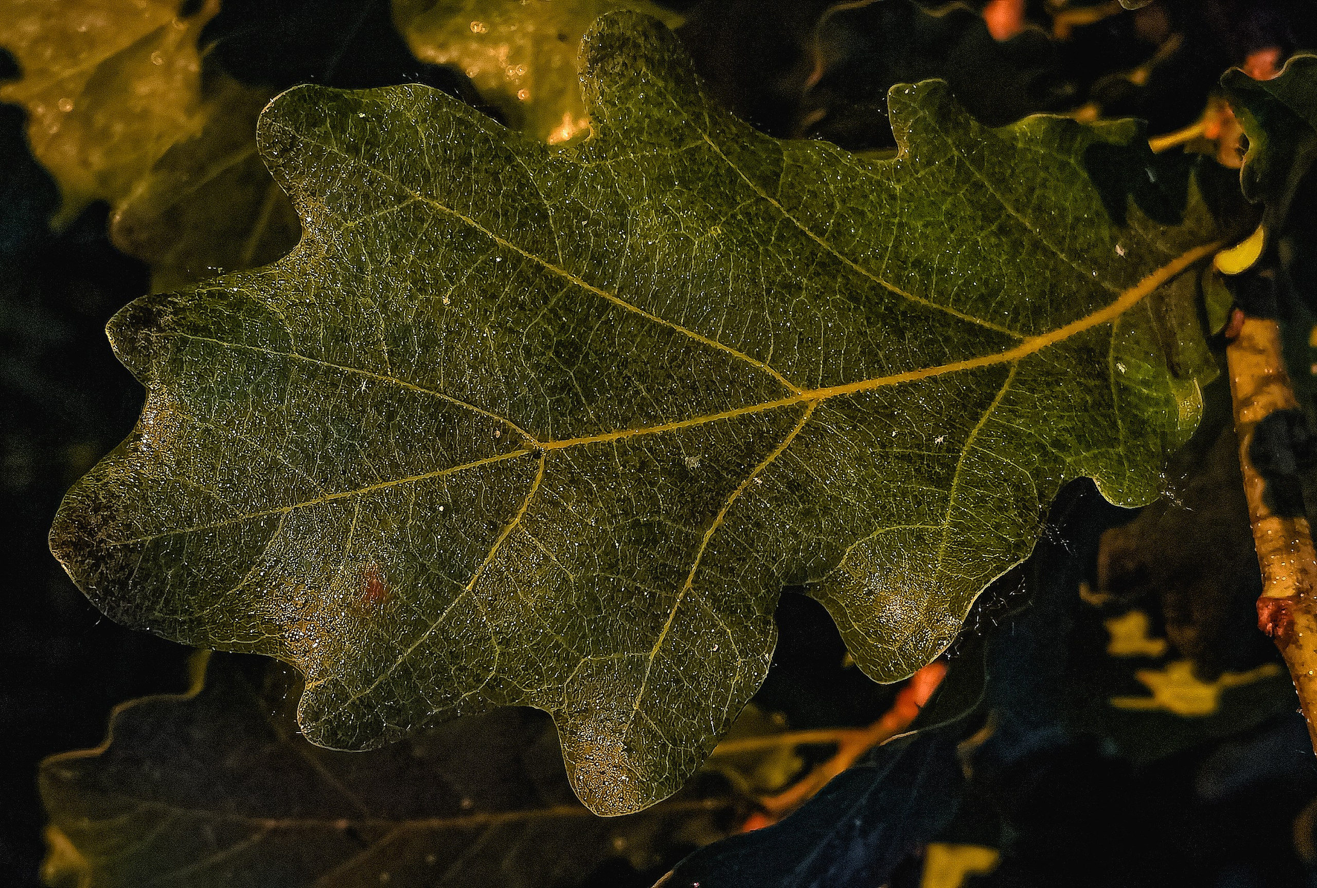 МК Мобильная фотография. Арт-фотограф Крис Л. в Тобольске: портрет, семейные, свадьбы