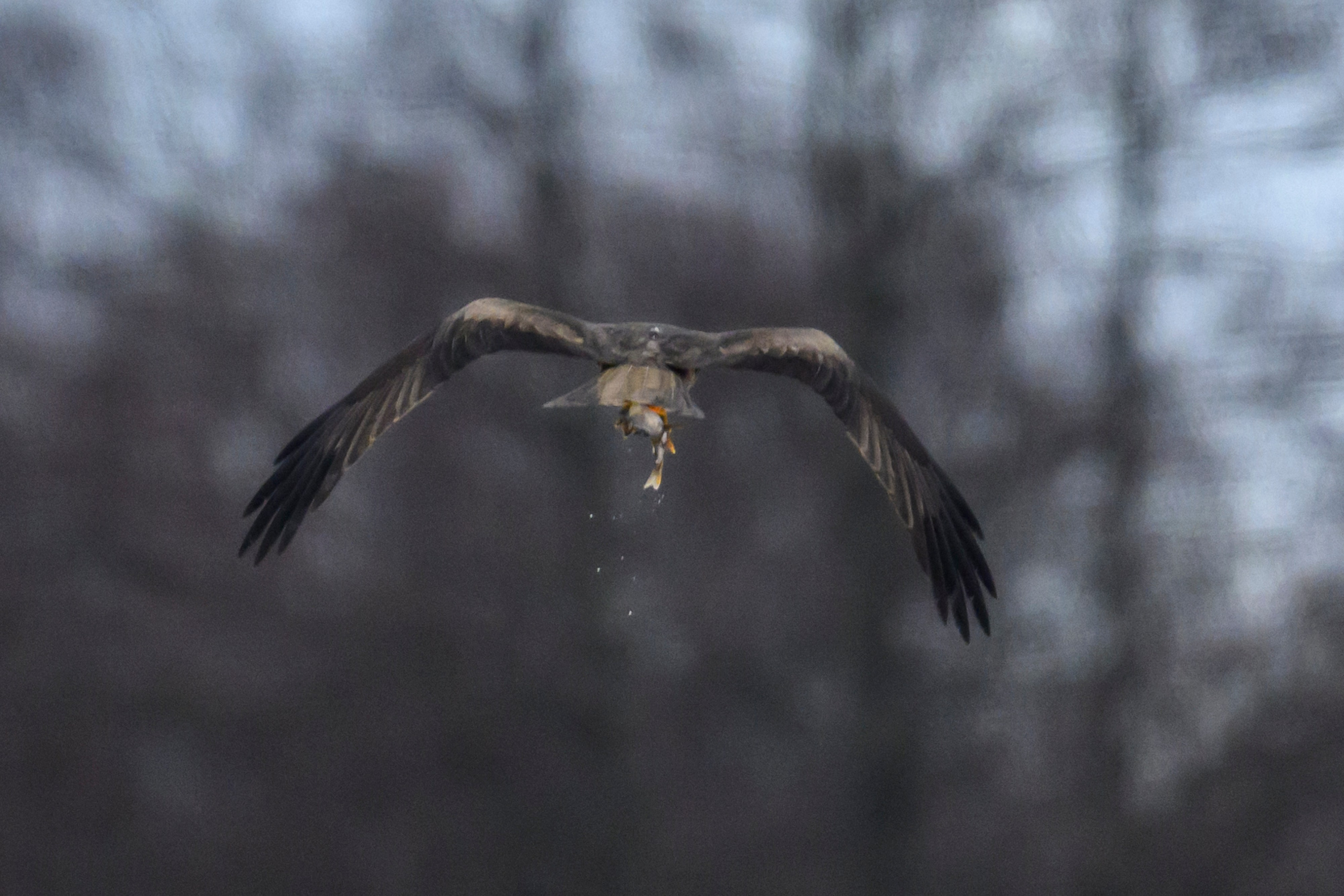 Сова, журавли и свадьба чибисов. Wildlife photography by Sergey Puponin