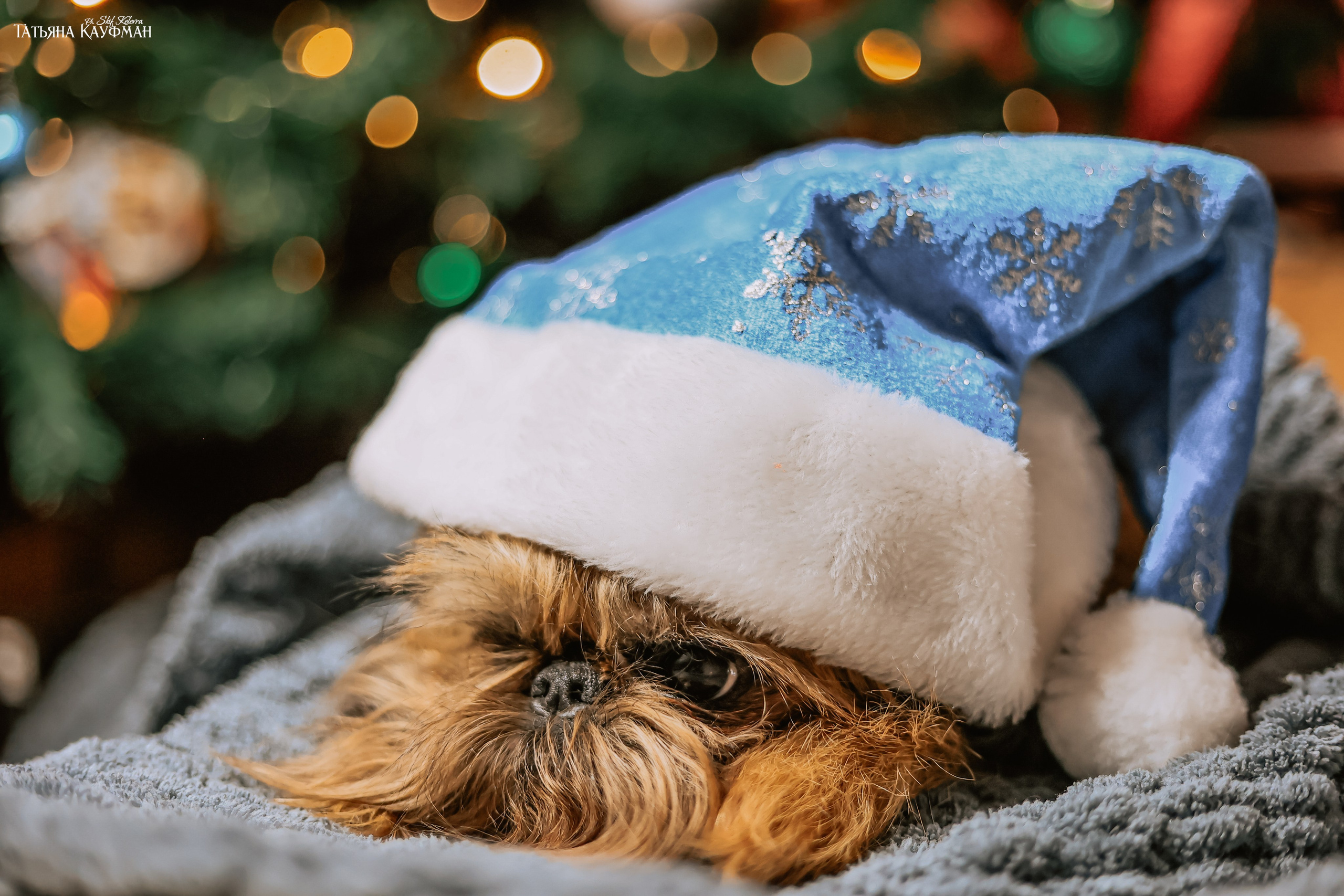 Брюссельский гриффон, фотография гриффон, красивая собака, фотограф анималист, фотокурс Анималистика, научиться фотографировать собак, фотограф Новосибирск