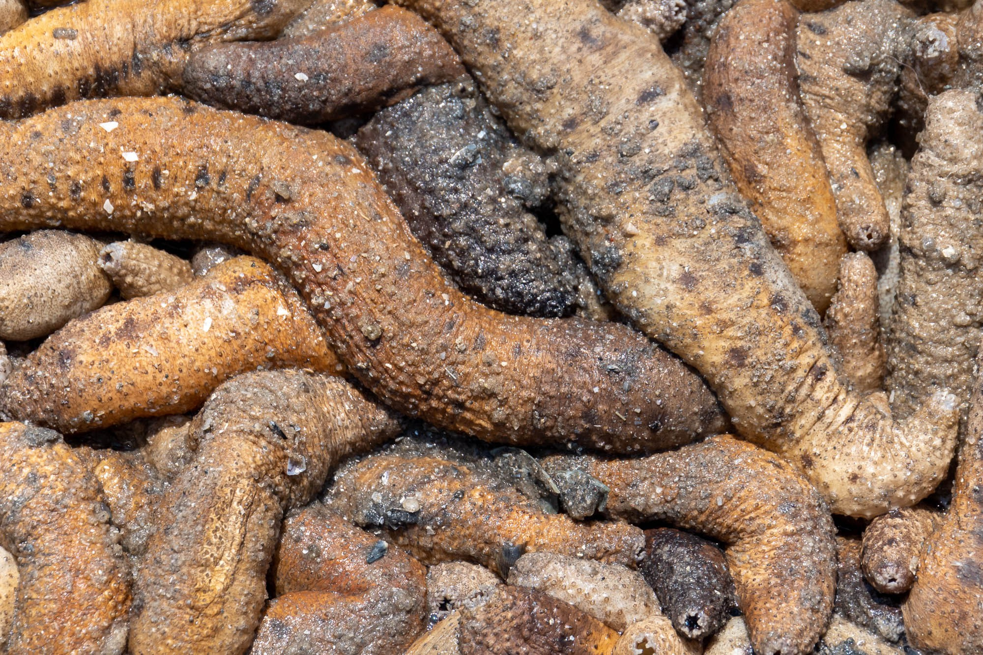 Танзания. Багамойо. Tanzania, Bagamoyo. Фотограф Алексей Скоробогатько