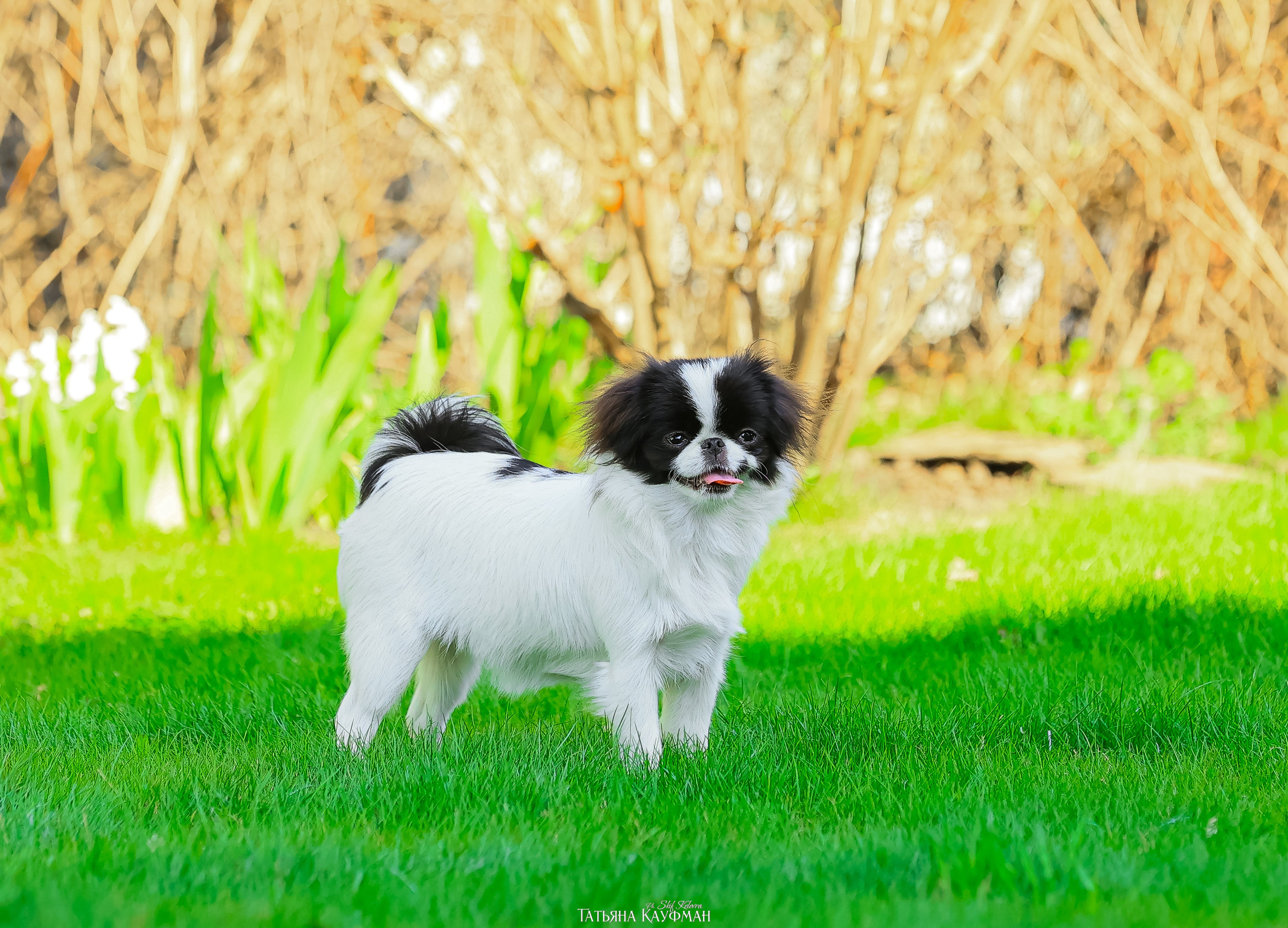 Японский хин, фотография японский хин, собака в цветах, красивая собака, фотограф анималист, фотокурс Анималистика, научиться фотографировать собак, фотограф Новосибирск