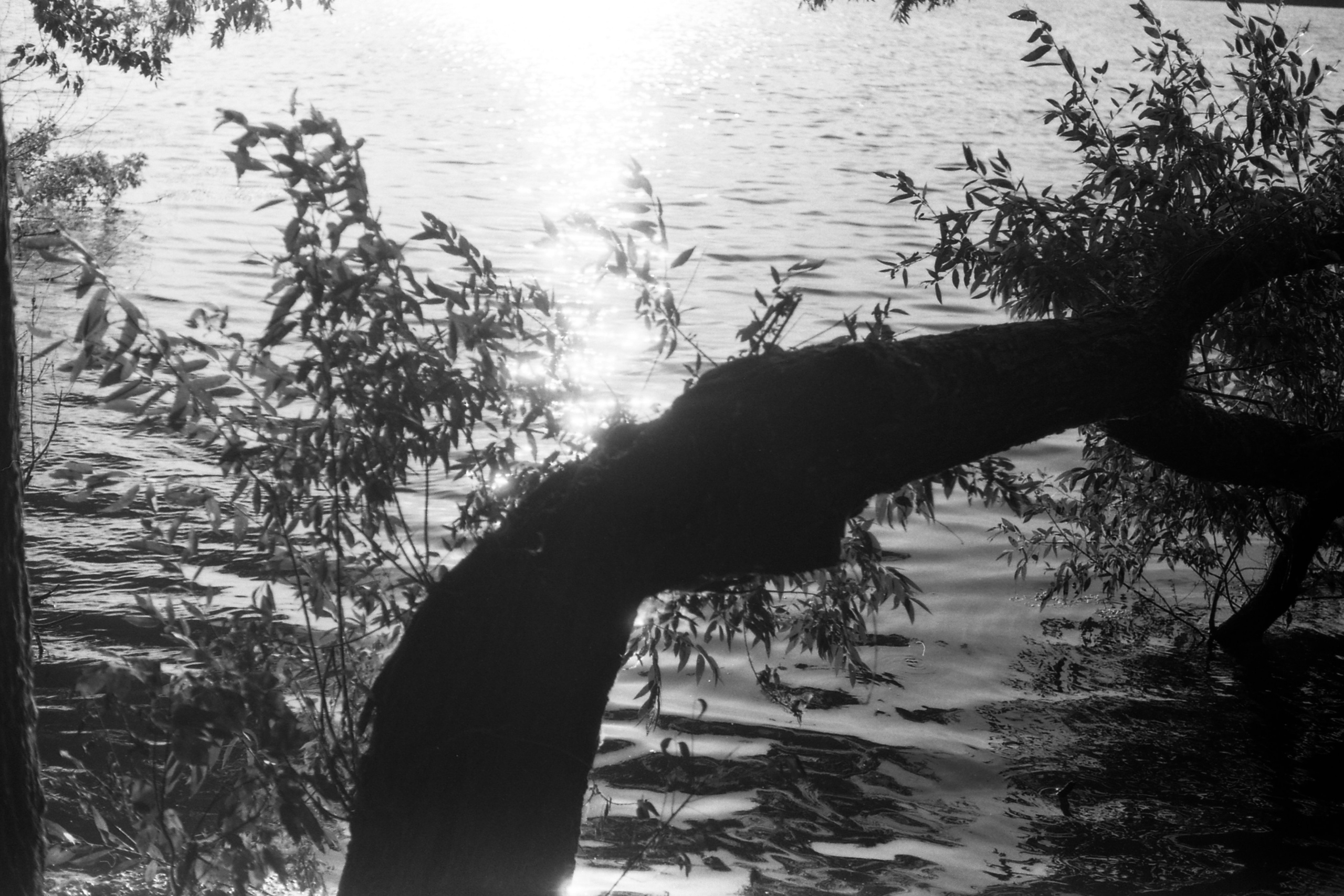 Плакучая ива. Фотограф-любитель Ксения Мирзоян
