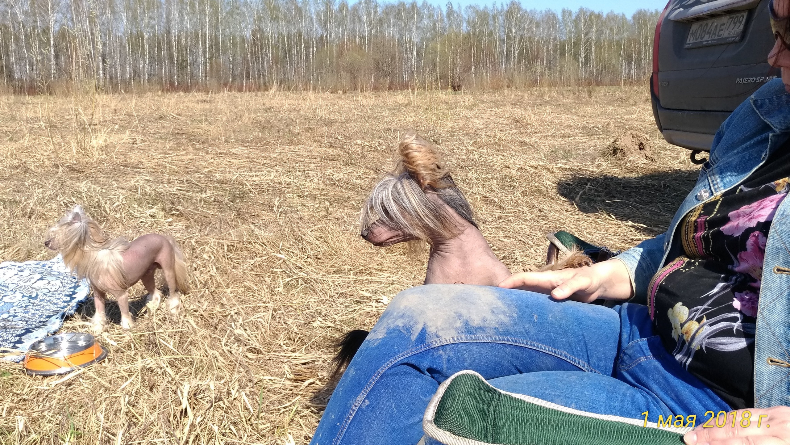 Adventure May 1, 2018 or a nursery on a walk. Chinese Crested Dog Kennel Poale Ell