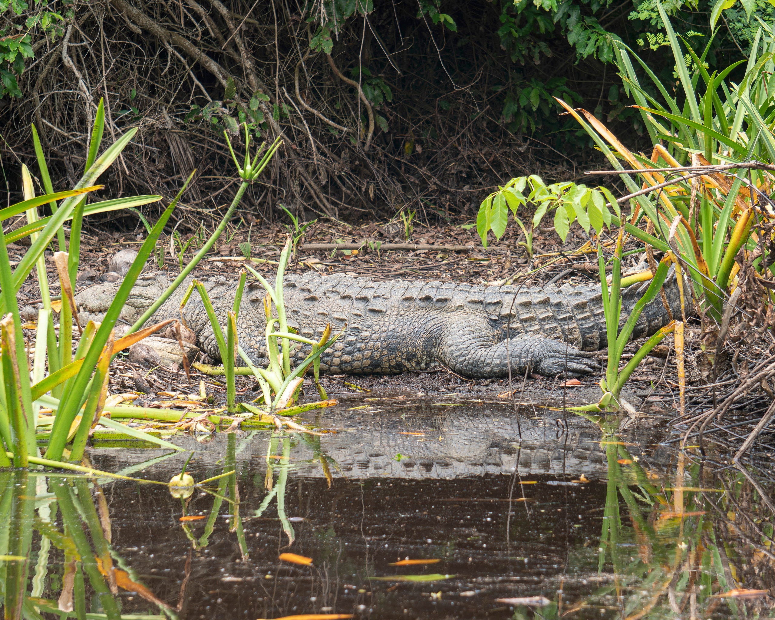 Crocos’ Paradise. CDMX Photography | Alex Klenin| Portrait & Event Photographer