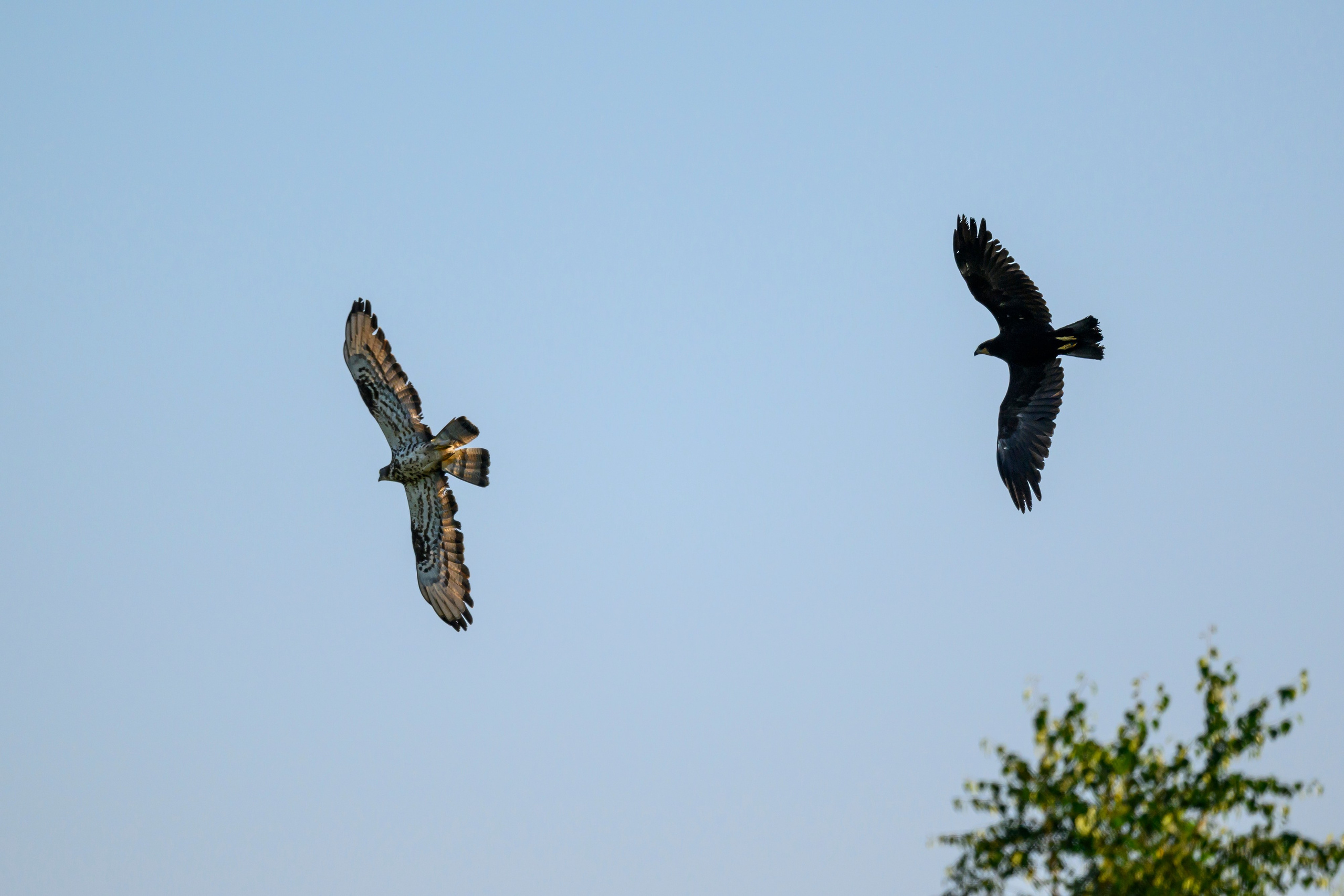 Стычка луня и осоеда, журавли. Wildlife photography by Sergey Puponin